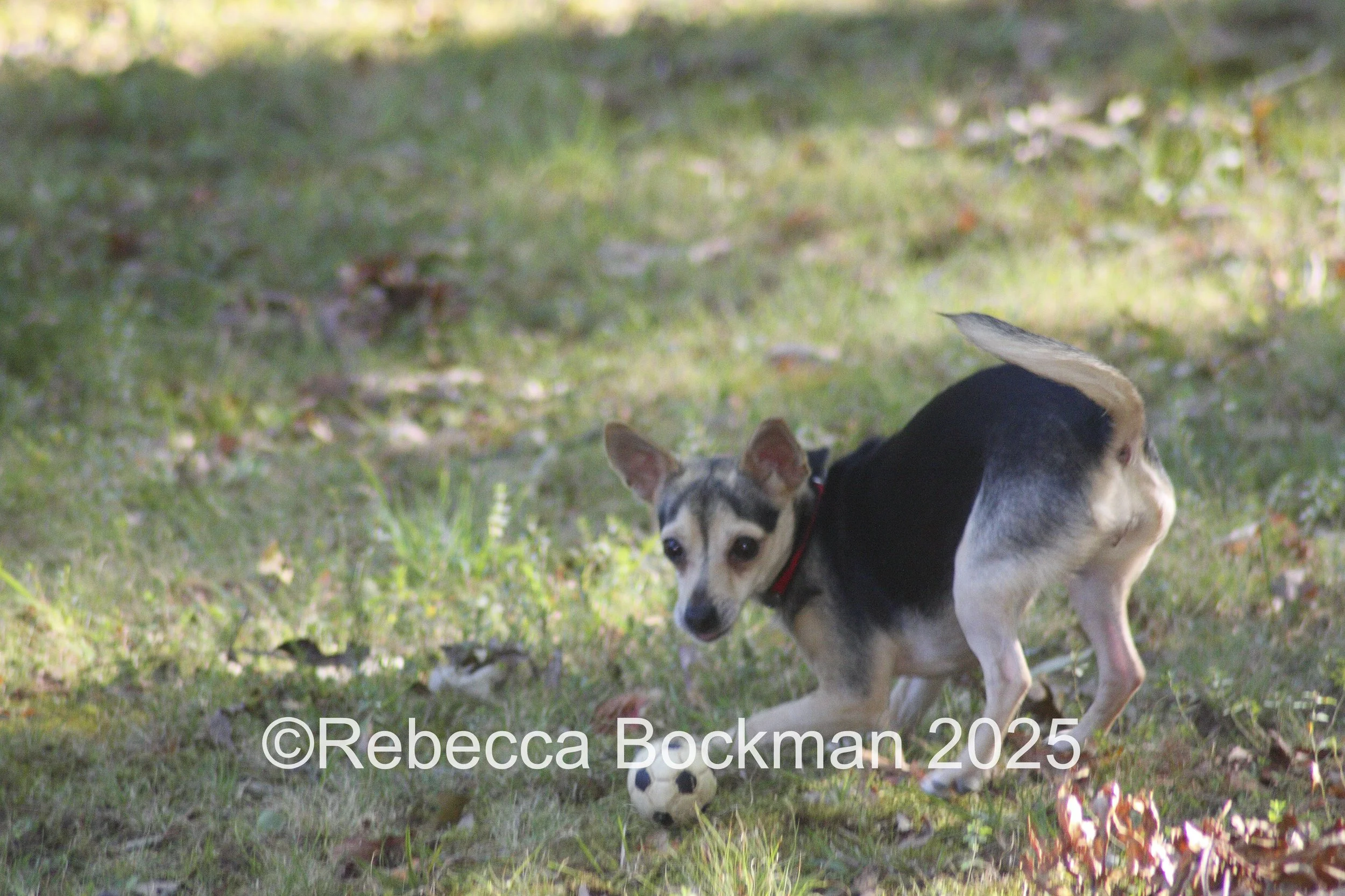 RTBPhotoAnimals2025-3.jpg