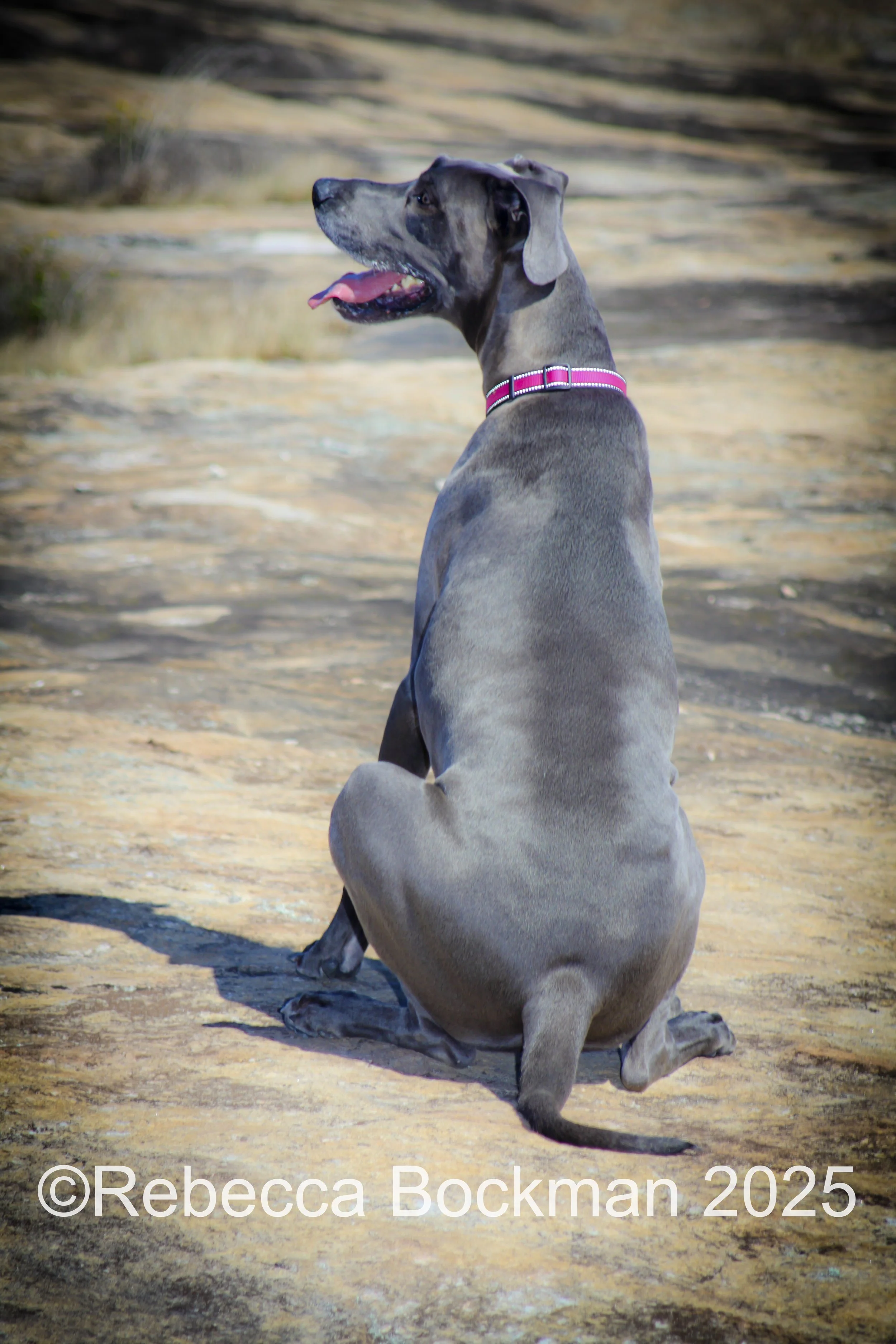 RTBPhotoAnimals2025-6.jpg