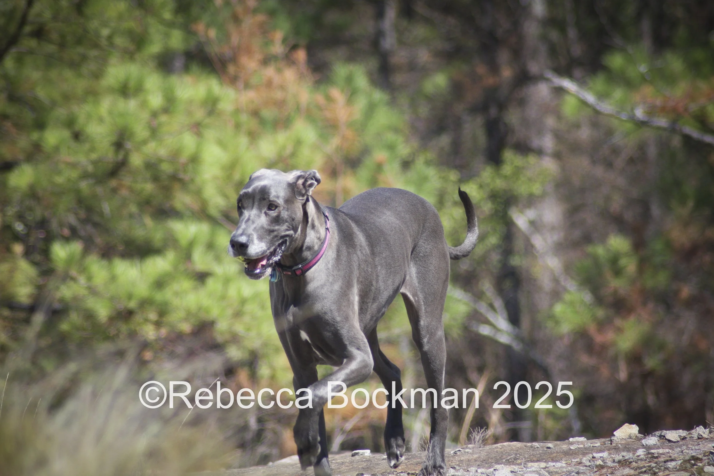 RTBPhotoAnimals2025-5.jpg