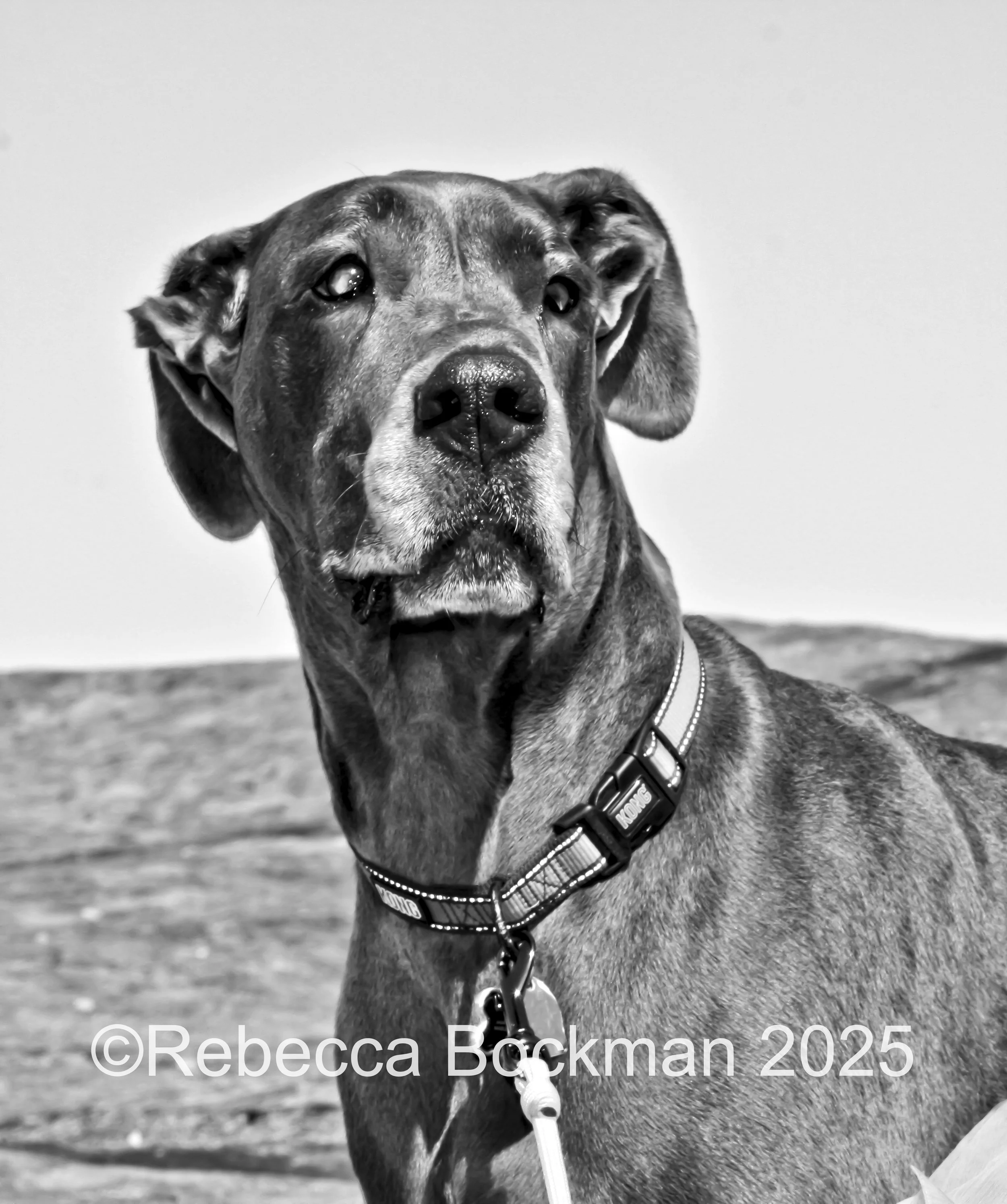 RTBPhotoAnimals2025-7.jpg