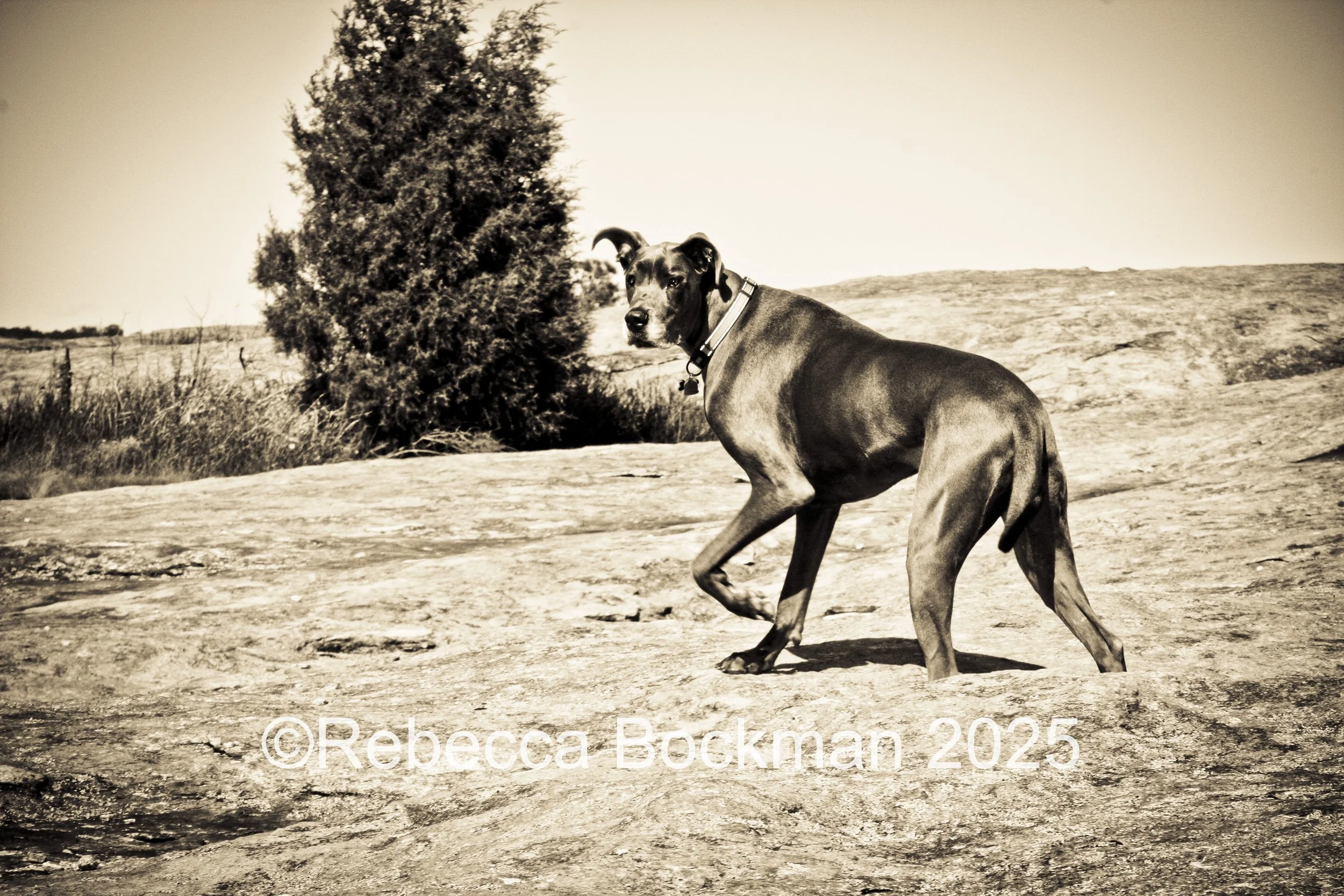 RTBPhotoAnimals2025-8.jpg