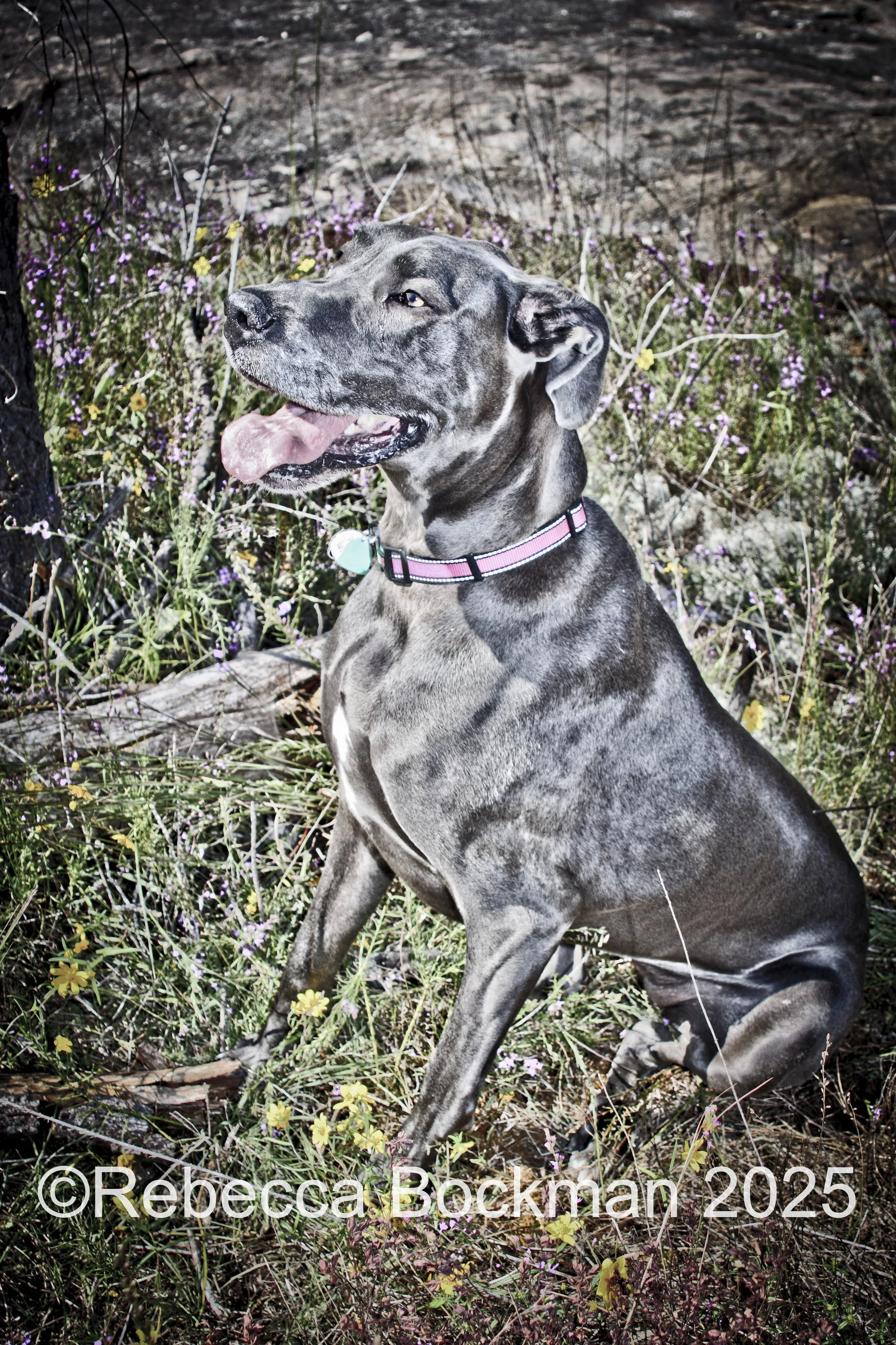 RTBPhotoAnimals2025-9.jpg