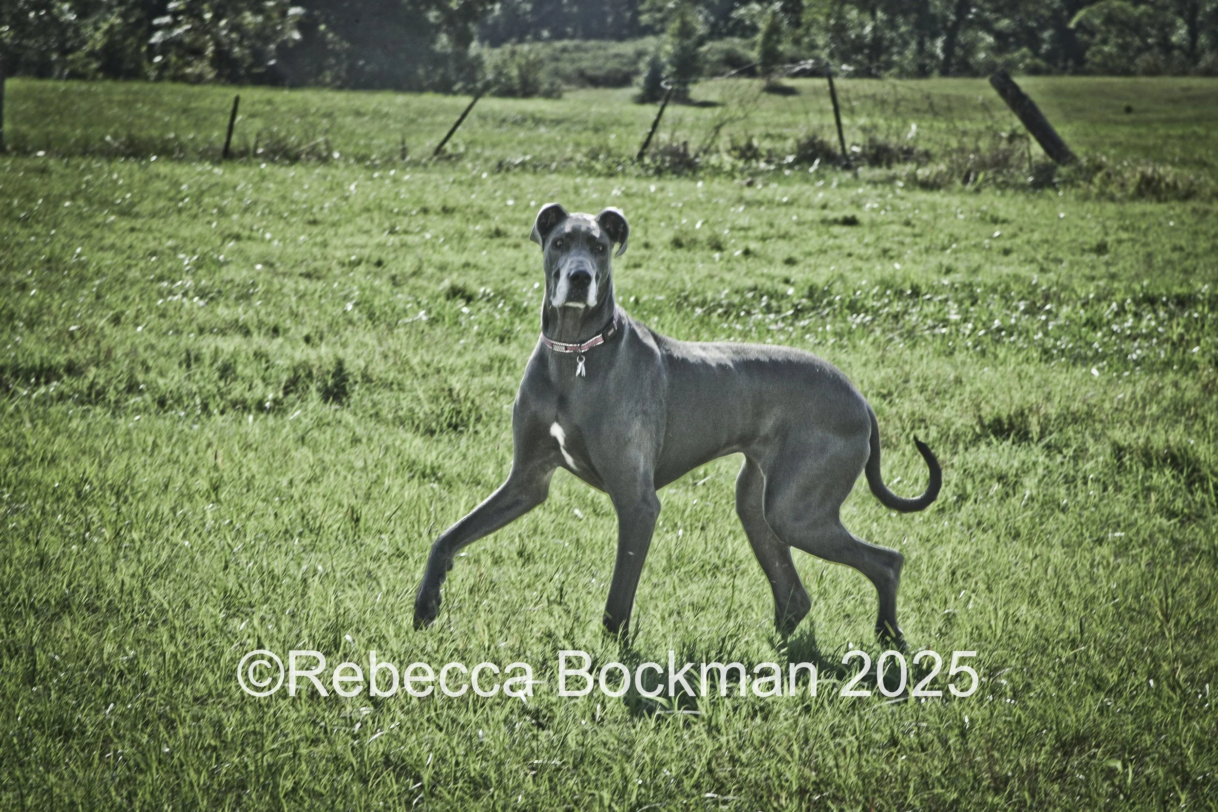 RTBPhotoAnimals2025-12.jpg