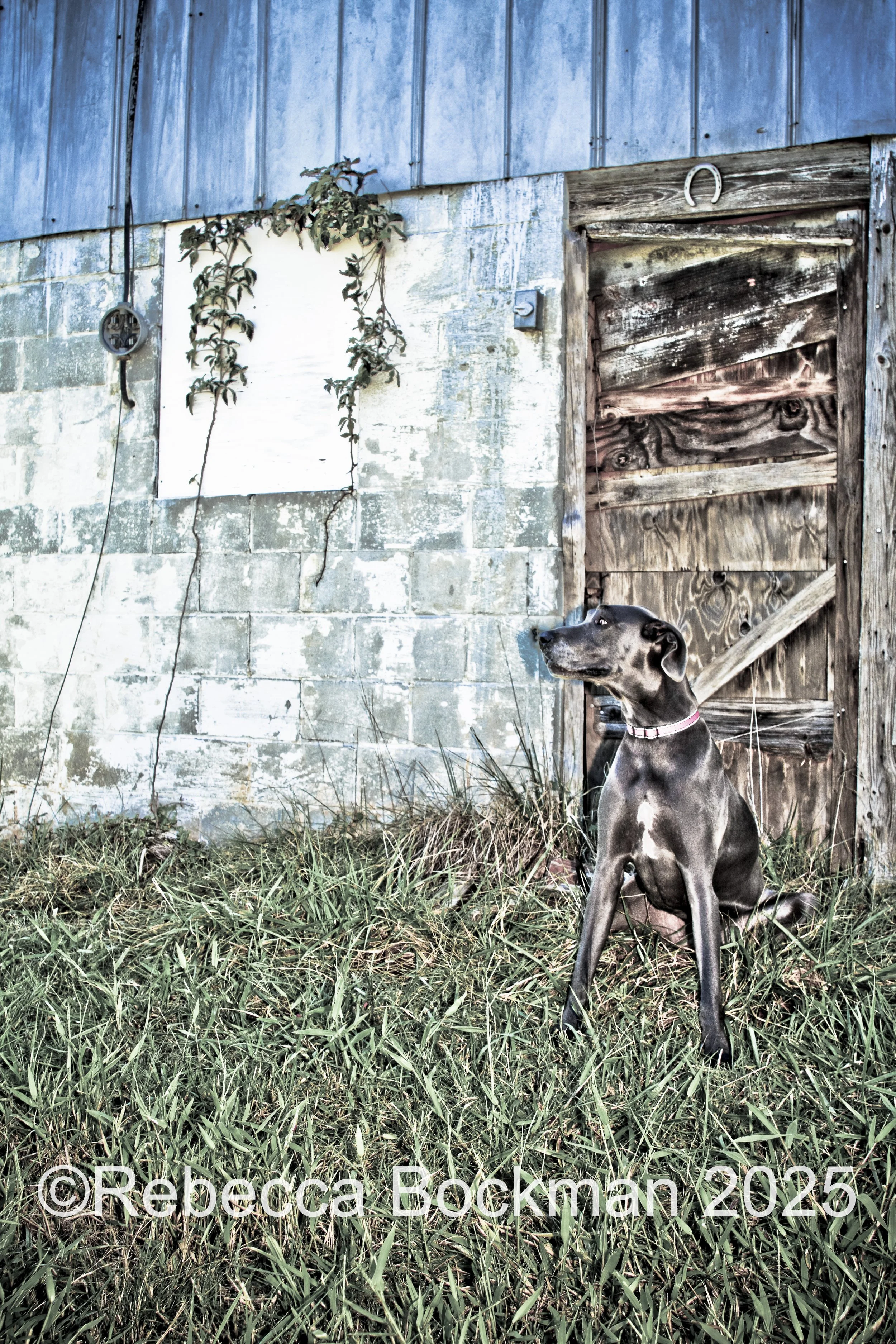 RTBPhotoAnimals2025-13.jpg