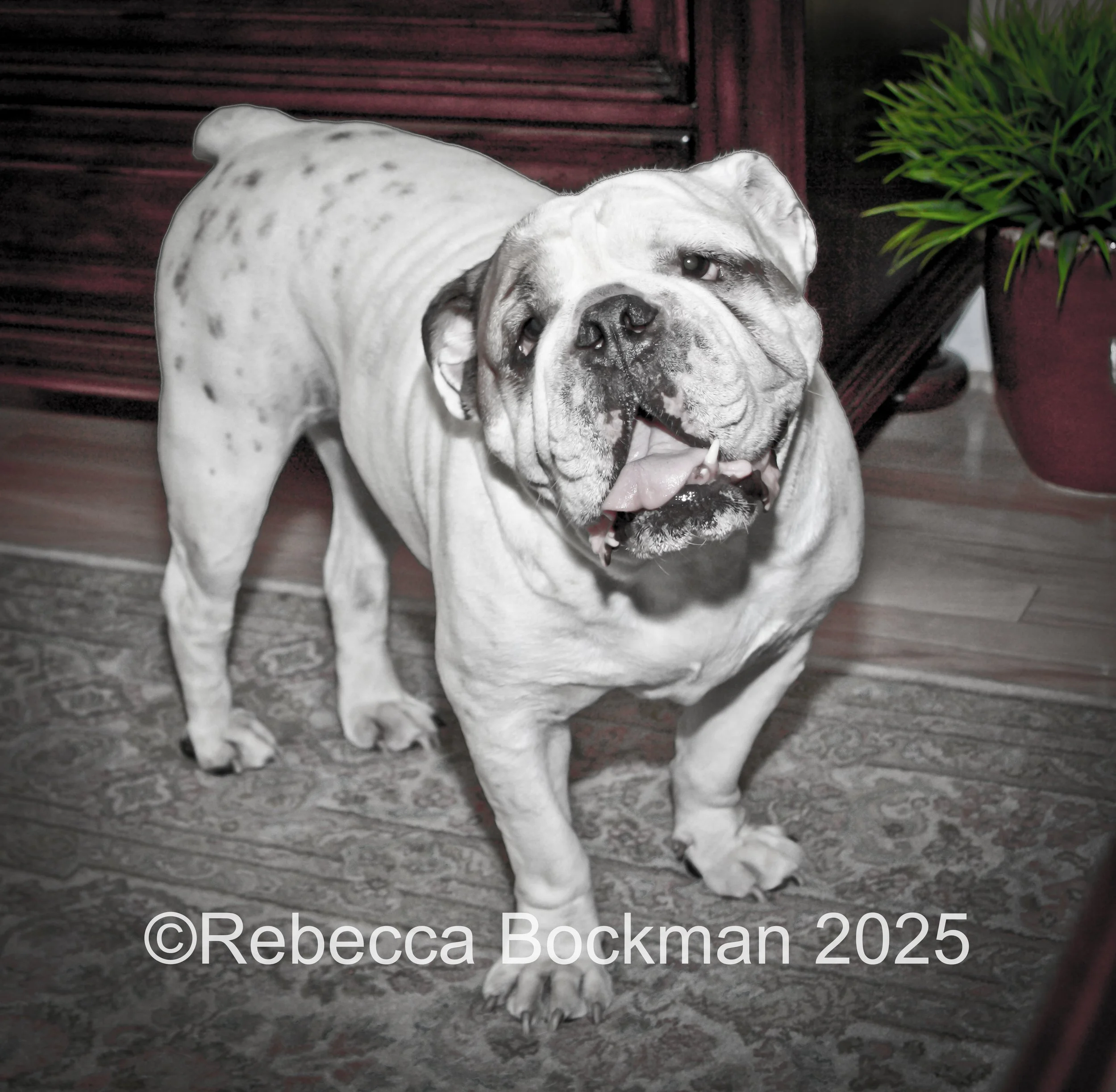 RTBPhotoAnimals2025-16.jpg