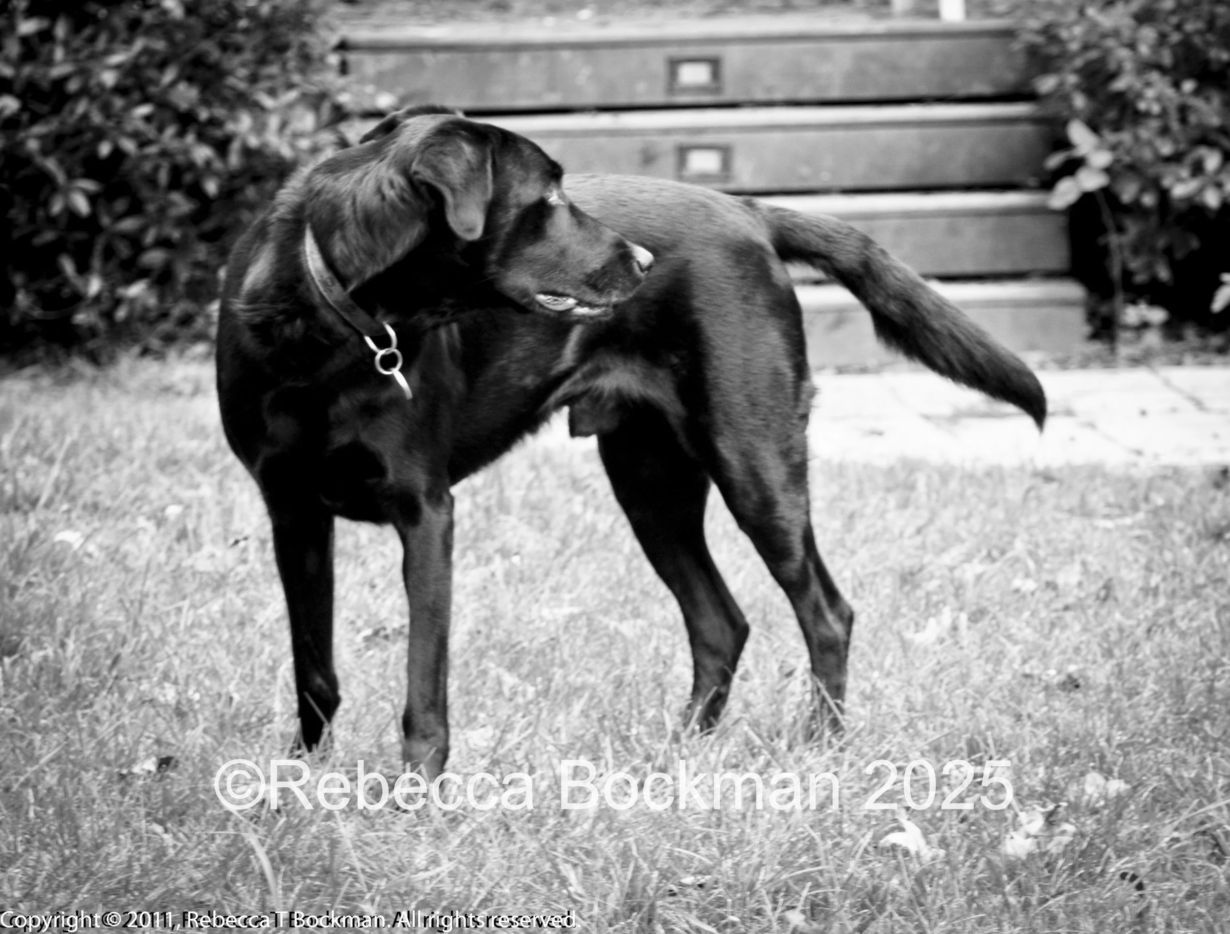 RTBPhotoAnimals2025-19.jpg