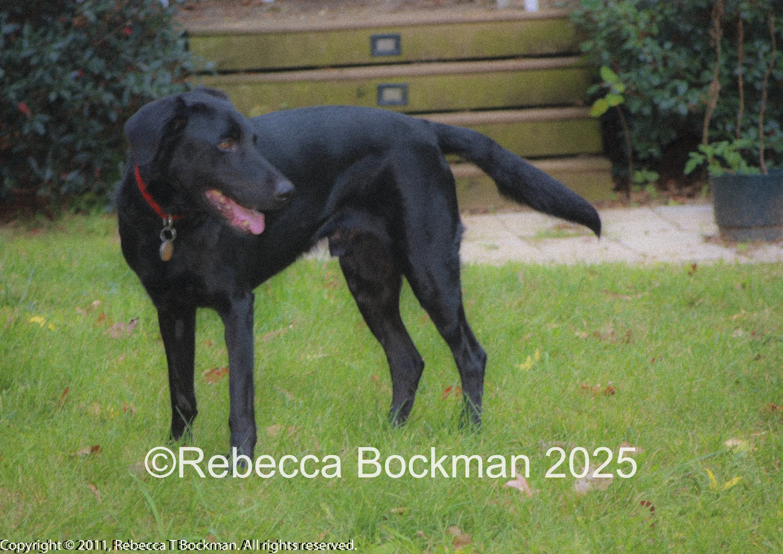 RTBPhotoAnimals2025-18.jpg