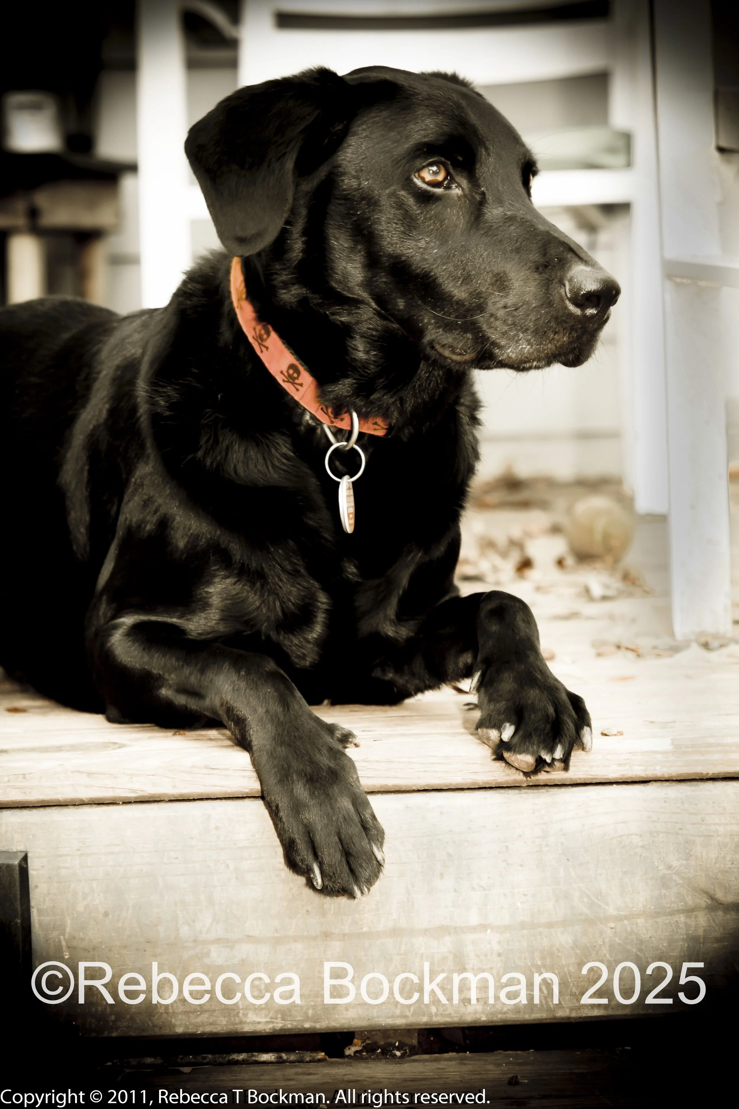 RTBPhotoAnimals2025-20.jpg