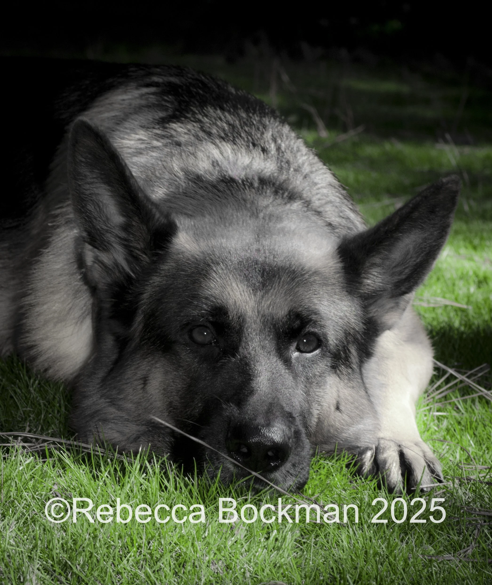 RTBPhotoAnimals2025-25.jpg