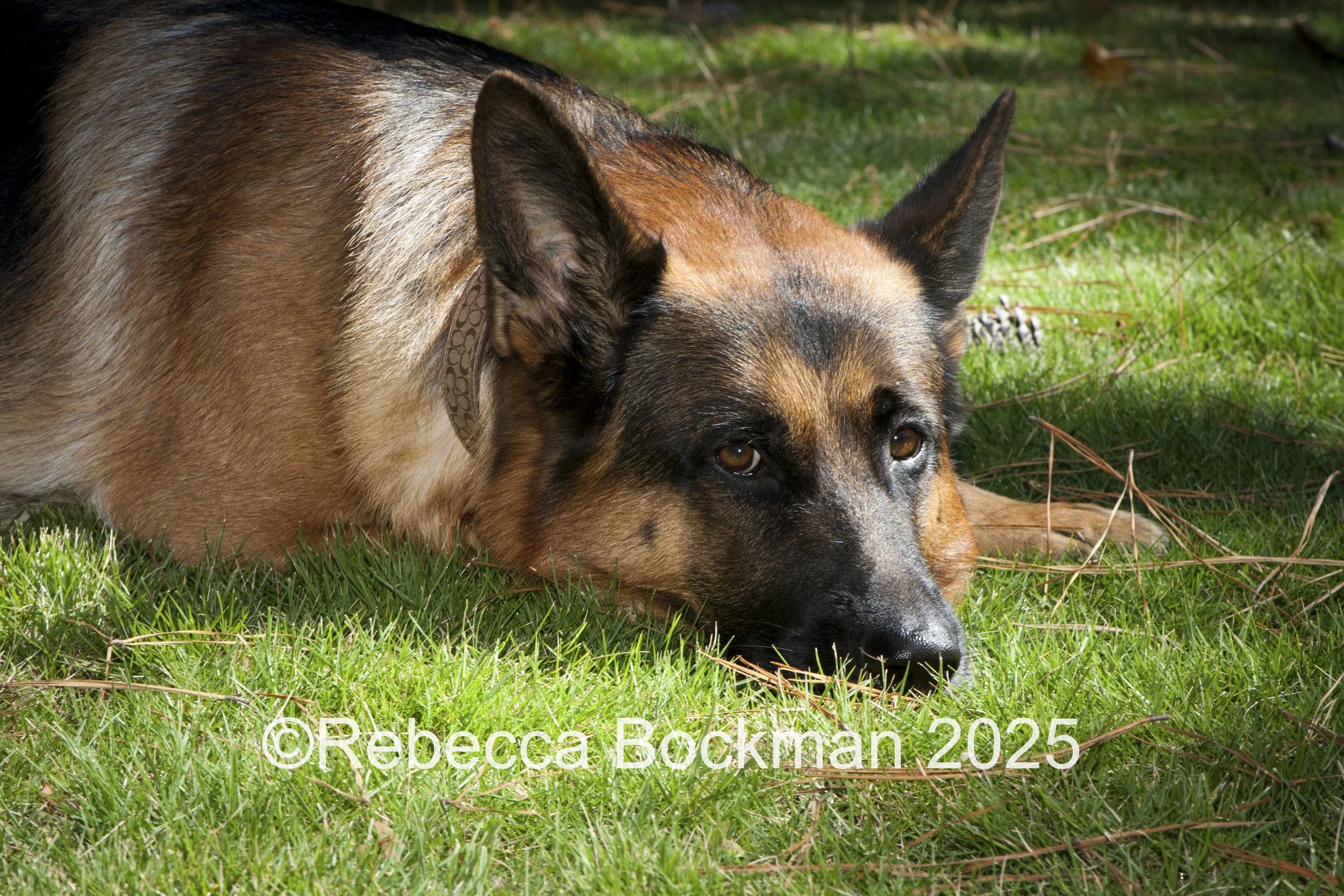 RTBPhotoAnimals2025-24.jpg