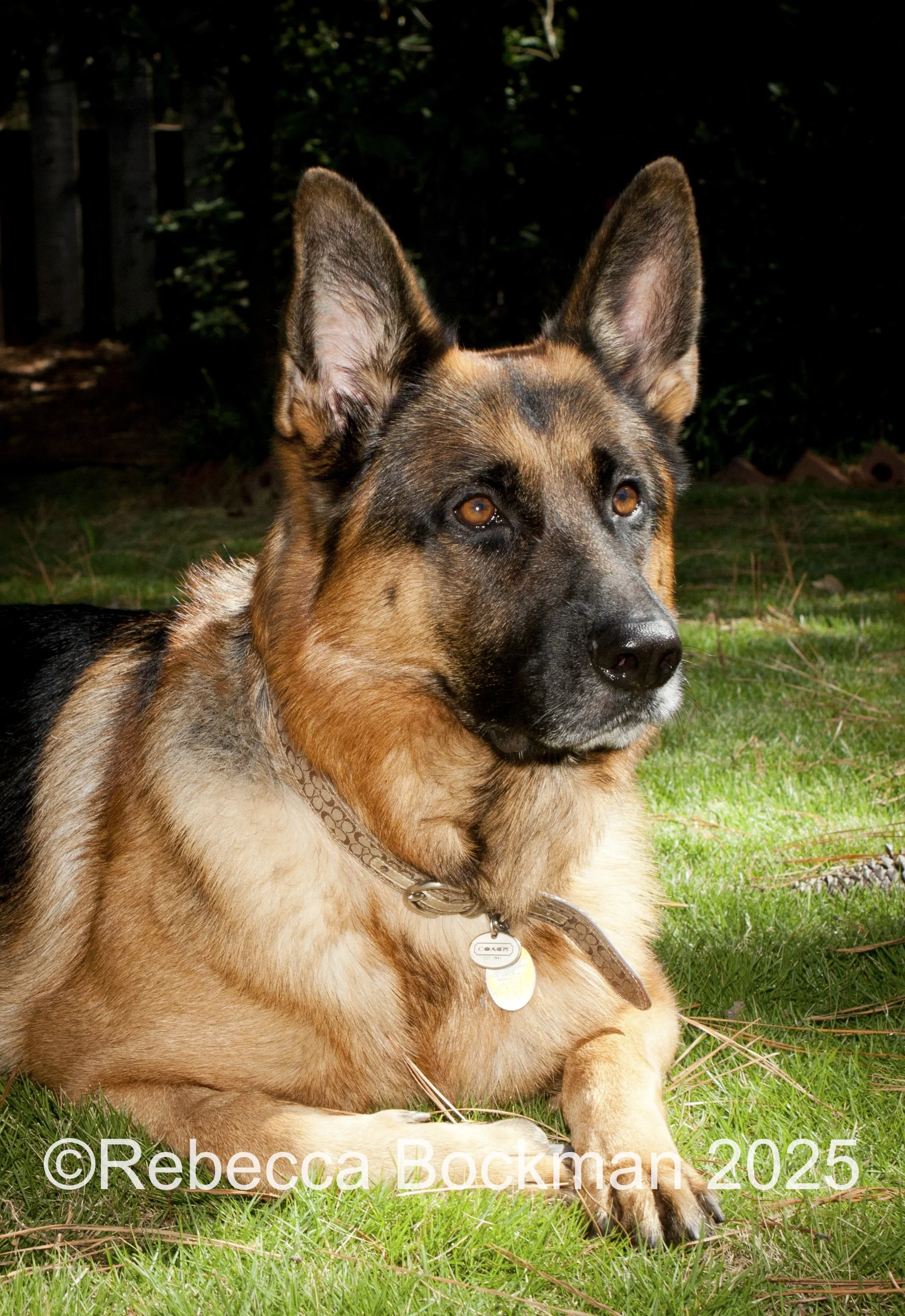 RTBPhotoAnimals2025-27.jpg