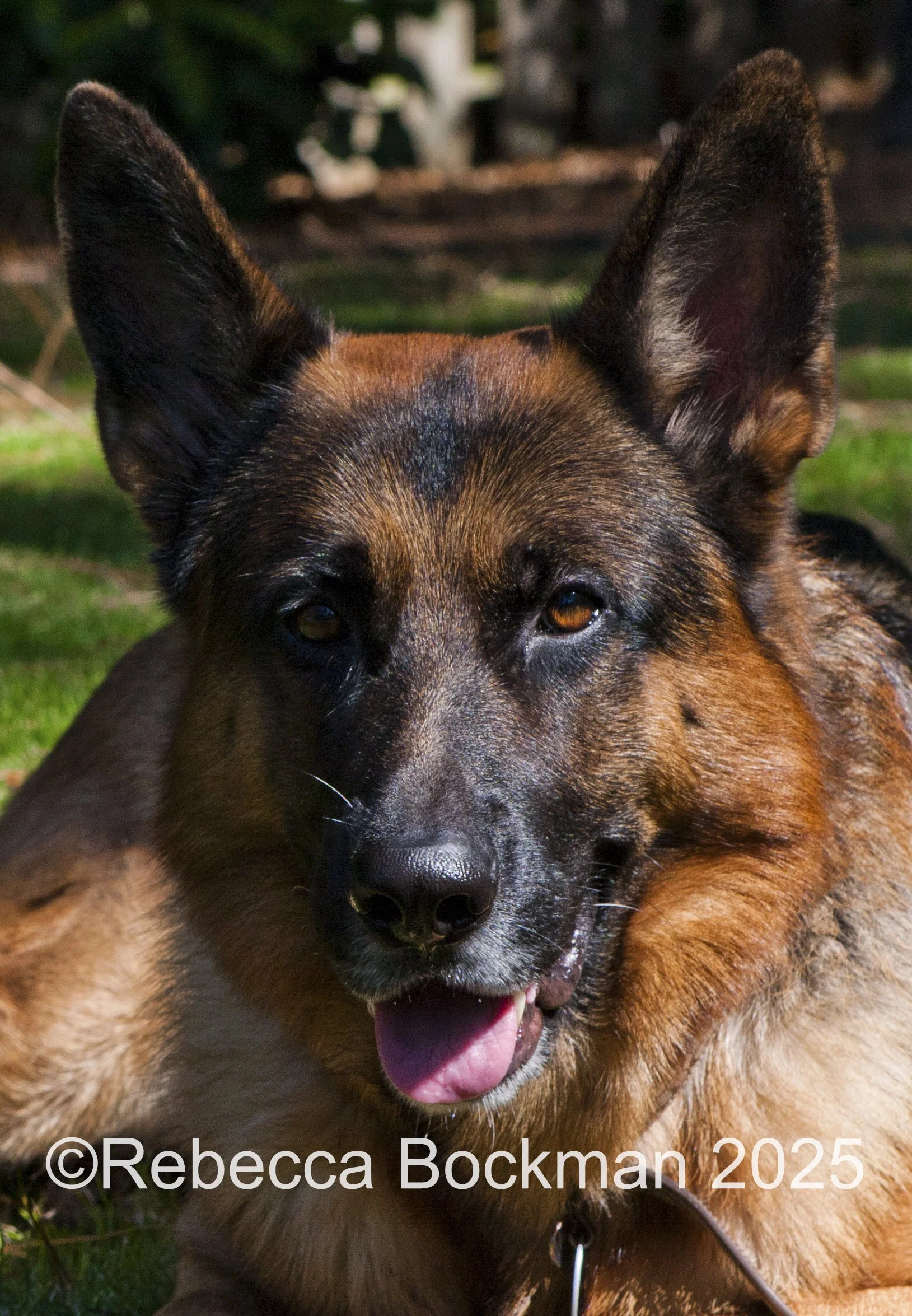 RTBPhotoAnimals2025-28.jpg
