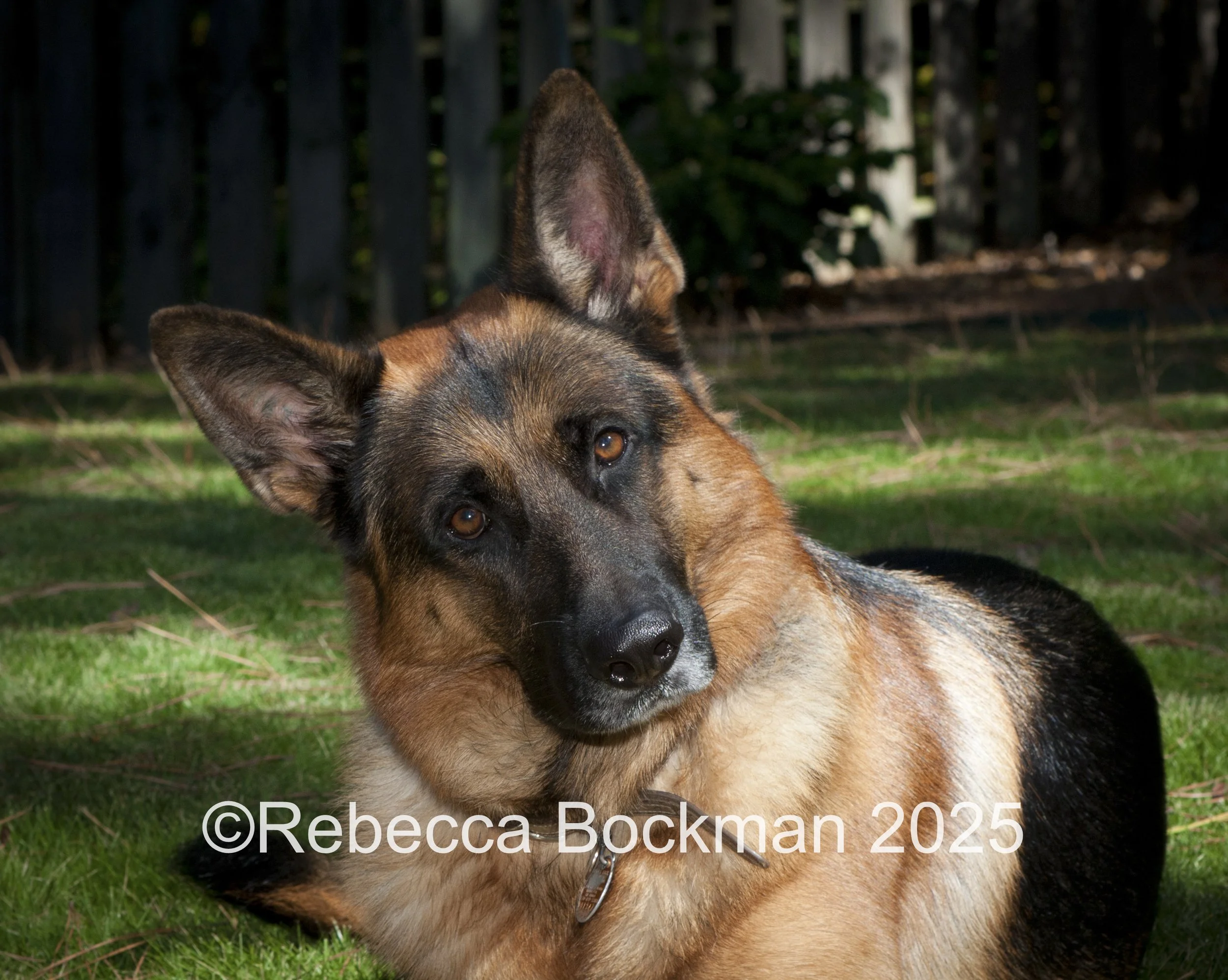 RTBPhotoAnimals2025-29.jpg