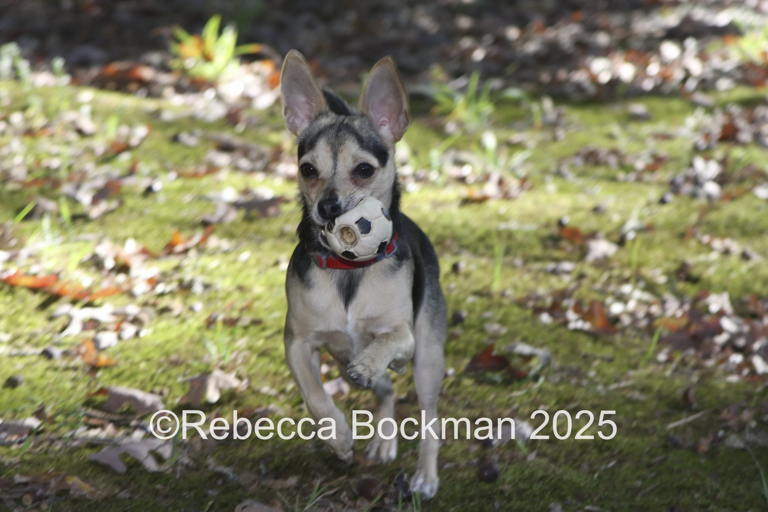 RTBPhotoAnimals2025-31.jpg