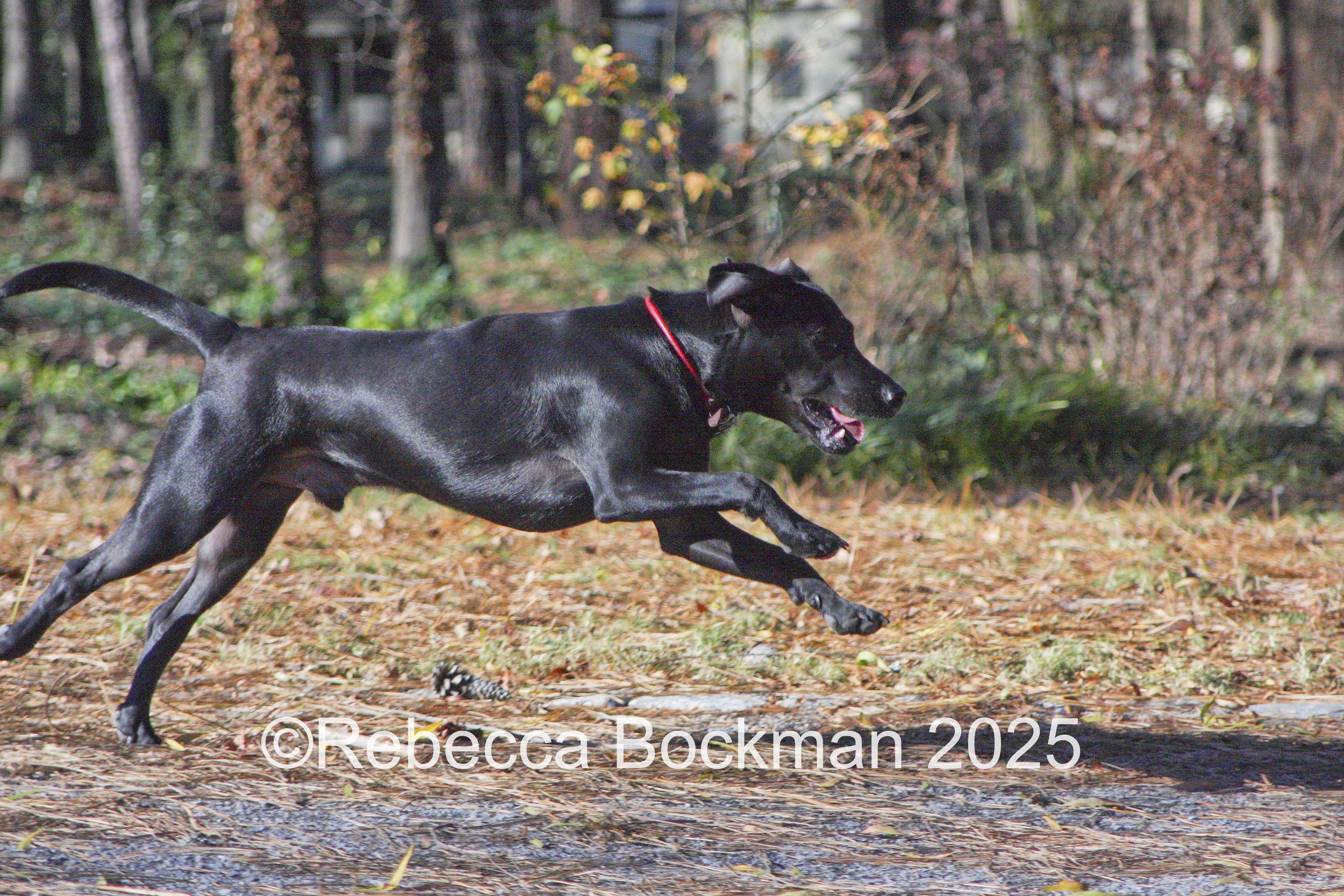 RTBPhotoAnimals2025-33.jpg