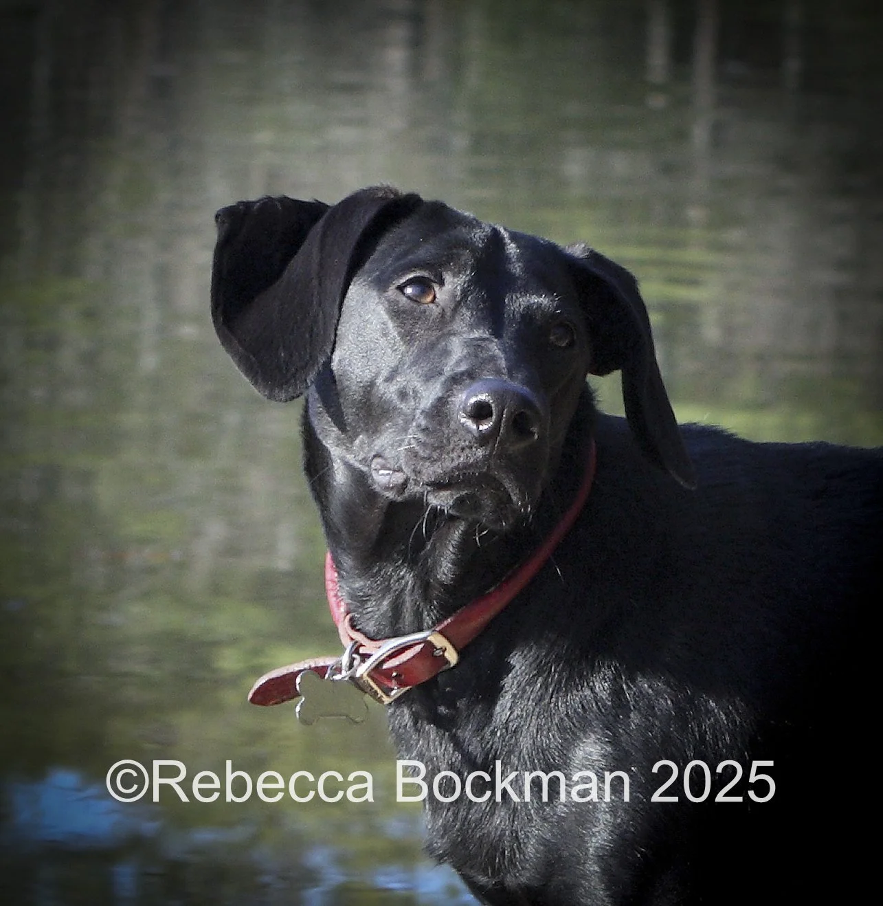 RTBPhotoAnimals2025-35.jpg