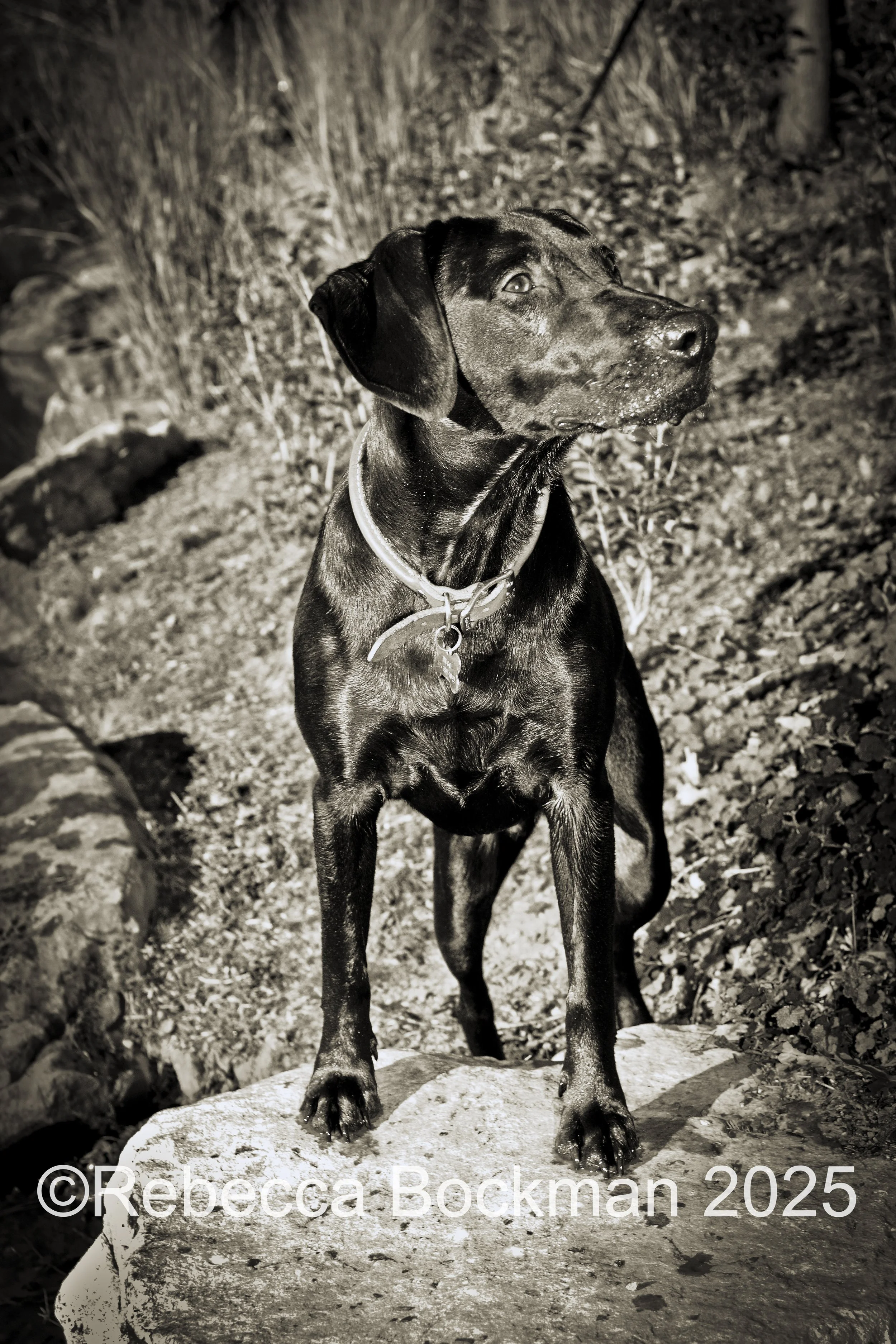 RTBPhotoAnimals2025-36.jpg