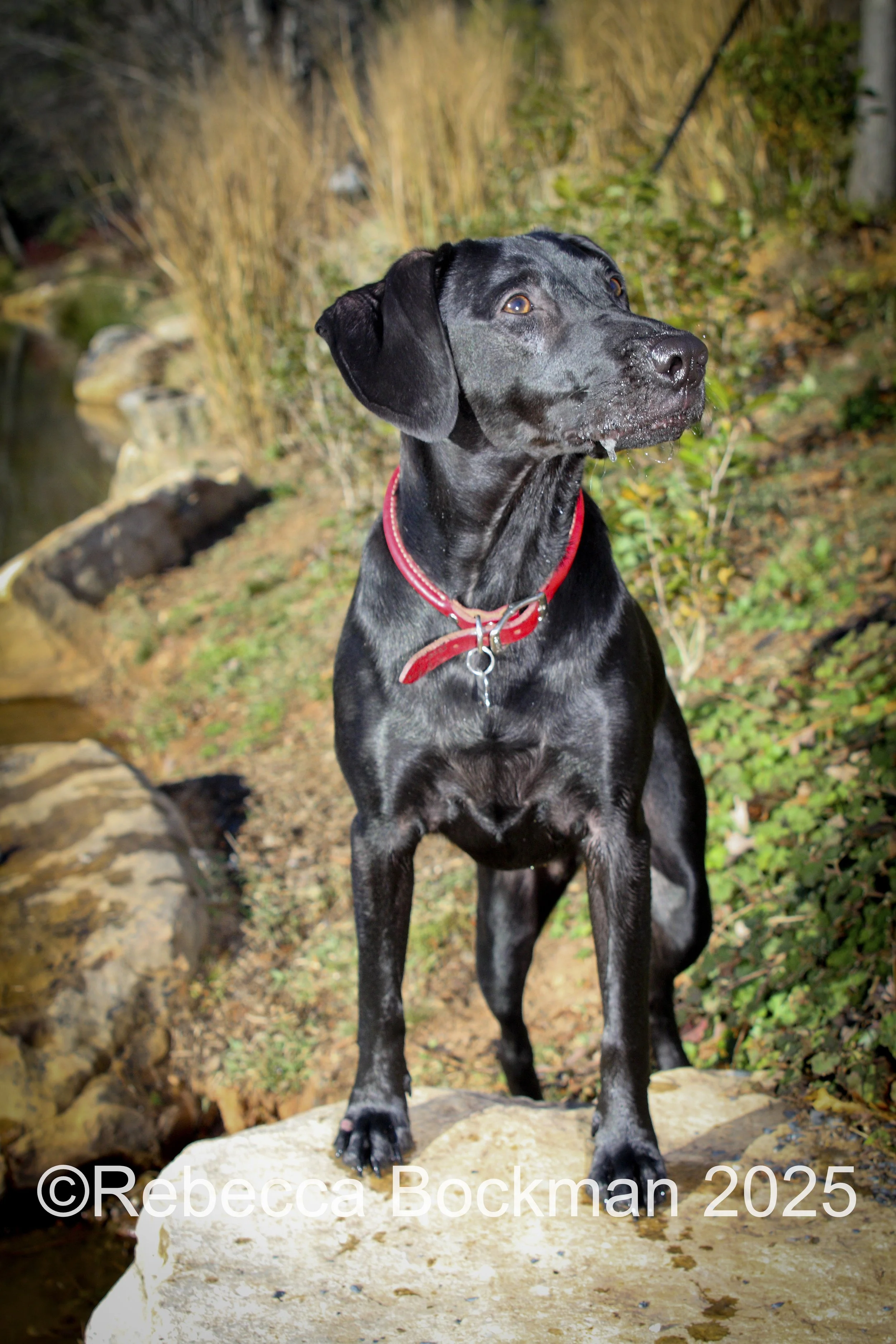RTBPhotoAnimals2025-38.jpg