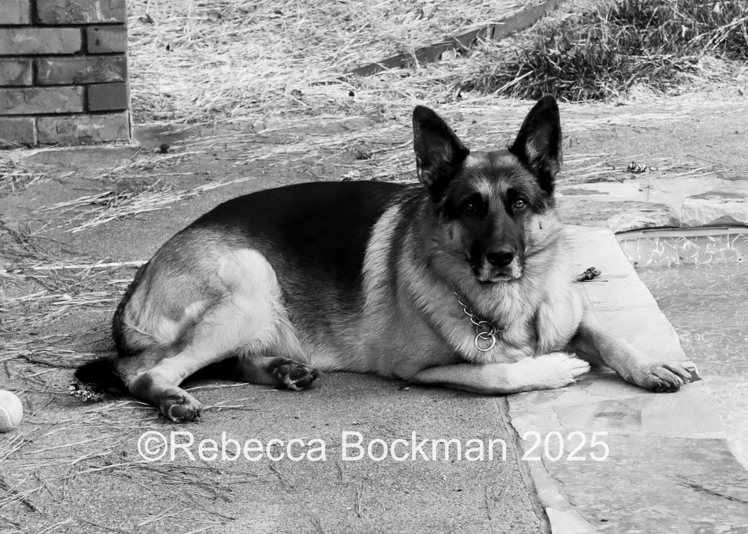 RTBPhotoAnimals2025-41.jpg
