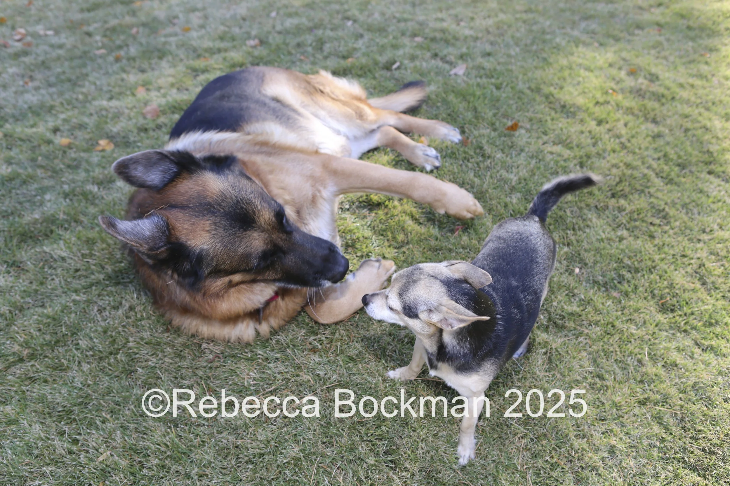 RTBPhotoAnimals2025-42.jpg
