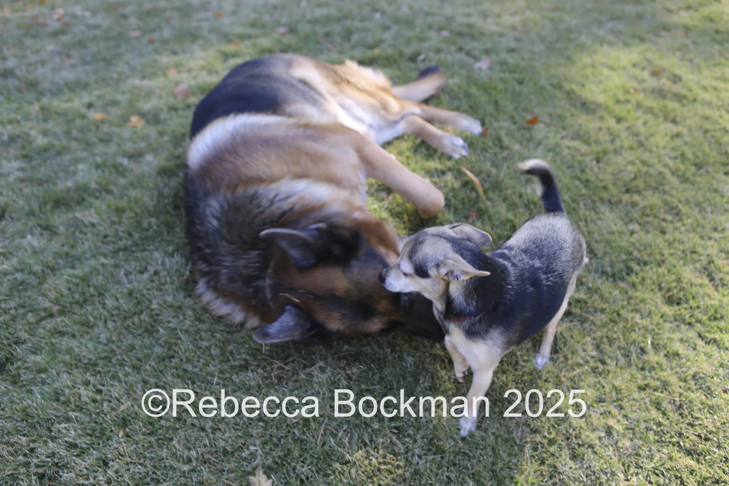 RTBPhotoAnimals2025-43.jpg