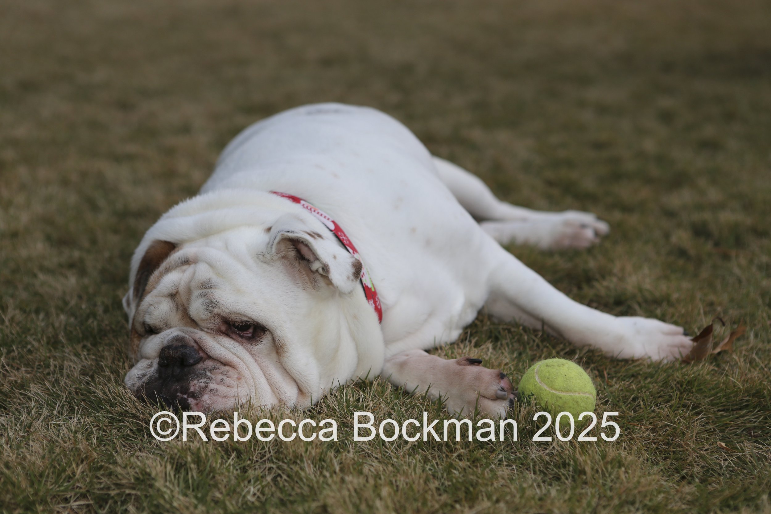 RTBPhotoAnimals2025-45.jpg