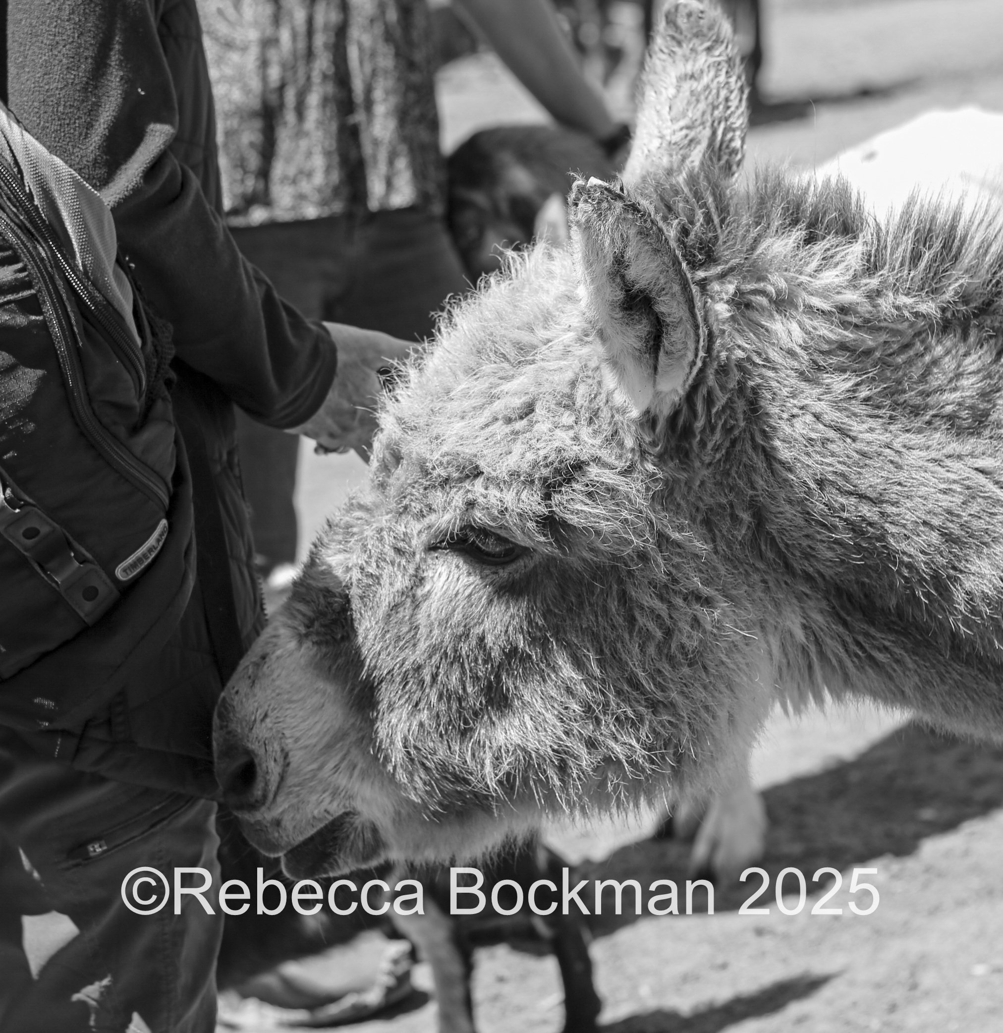 RTBPhotoAnimals2025-48.jpg