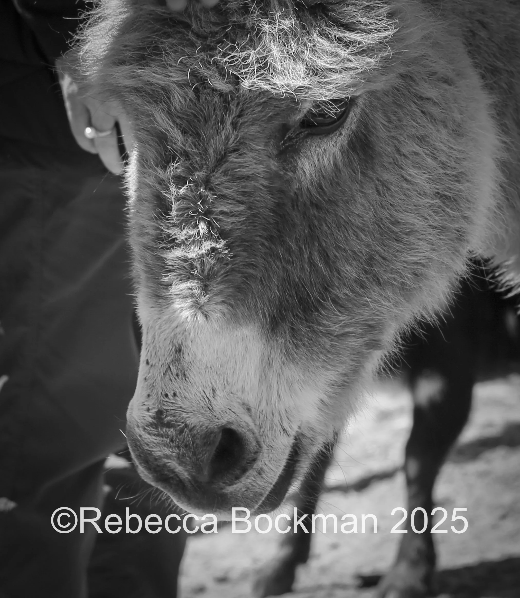 RTBPhotoAnimals2025-49.jpg