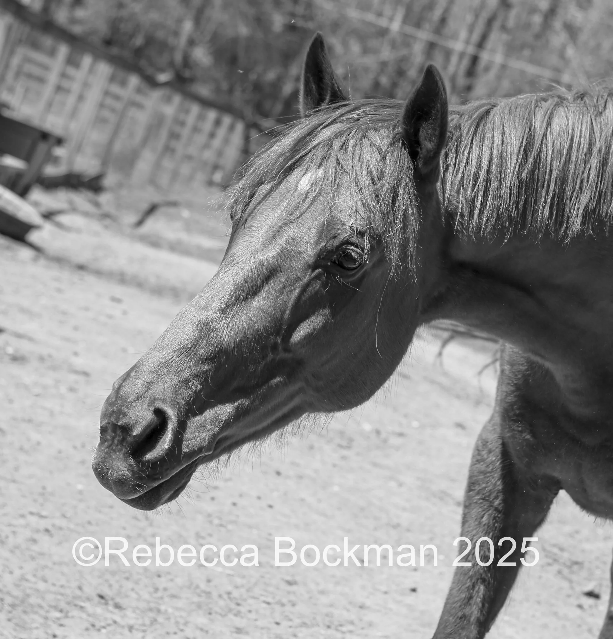 RTBPhotoAnimals2025-50.jpg