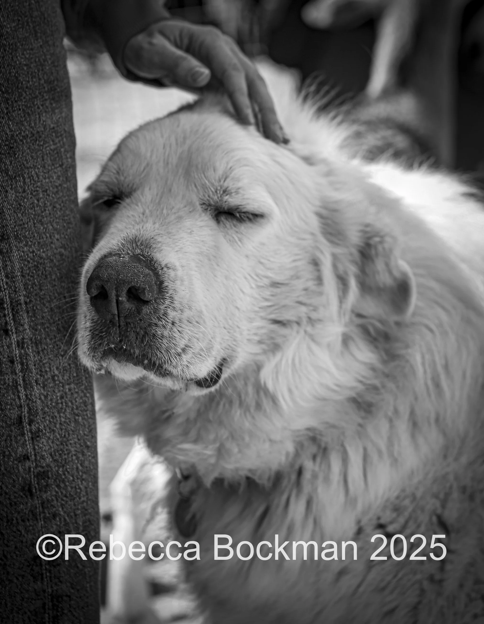 RTBPhotoAnimals2025-52.jpg