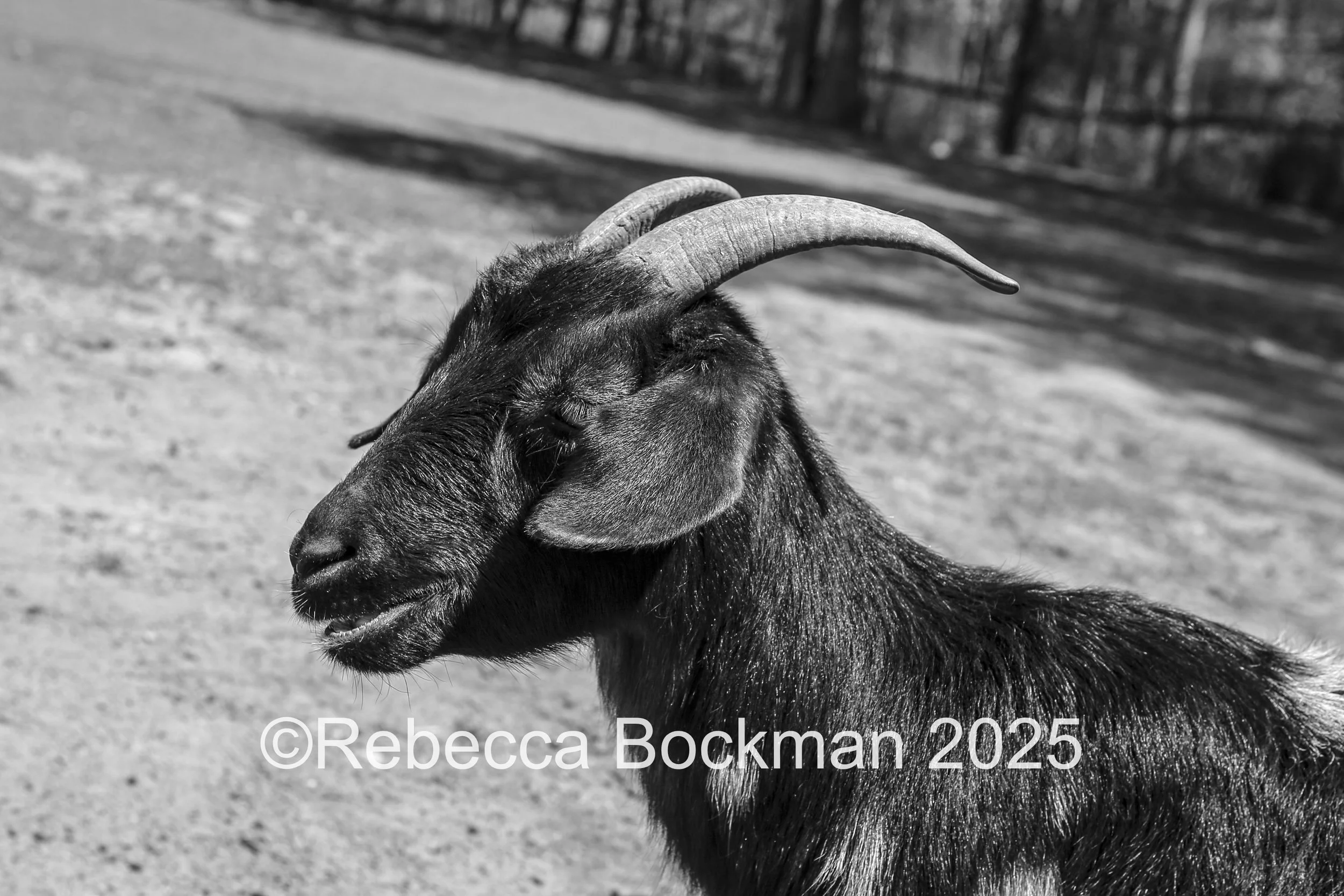 RTBPhotoAnimals2025-54.jpg