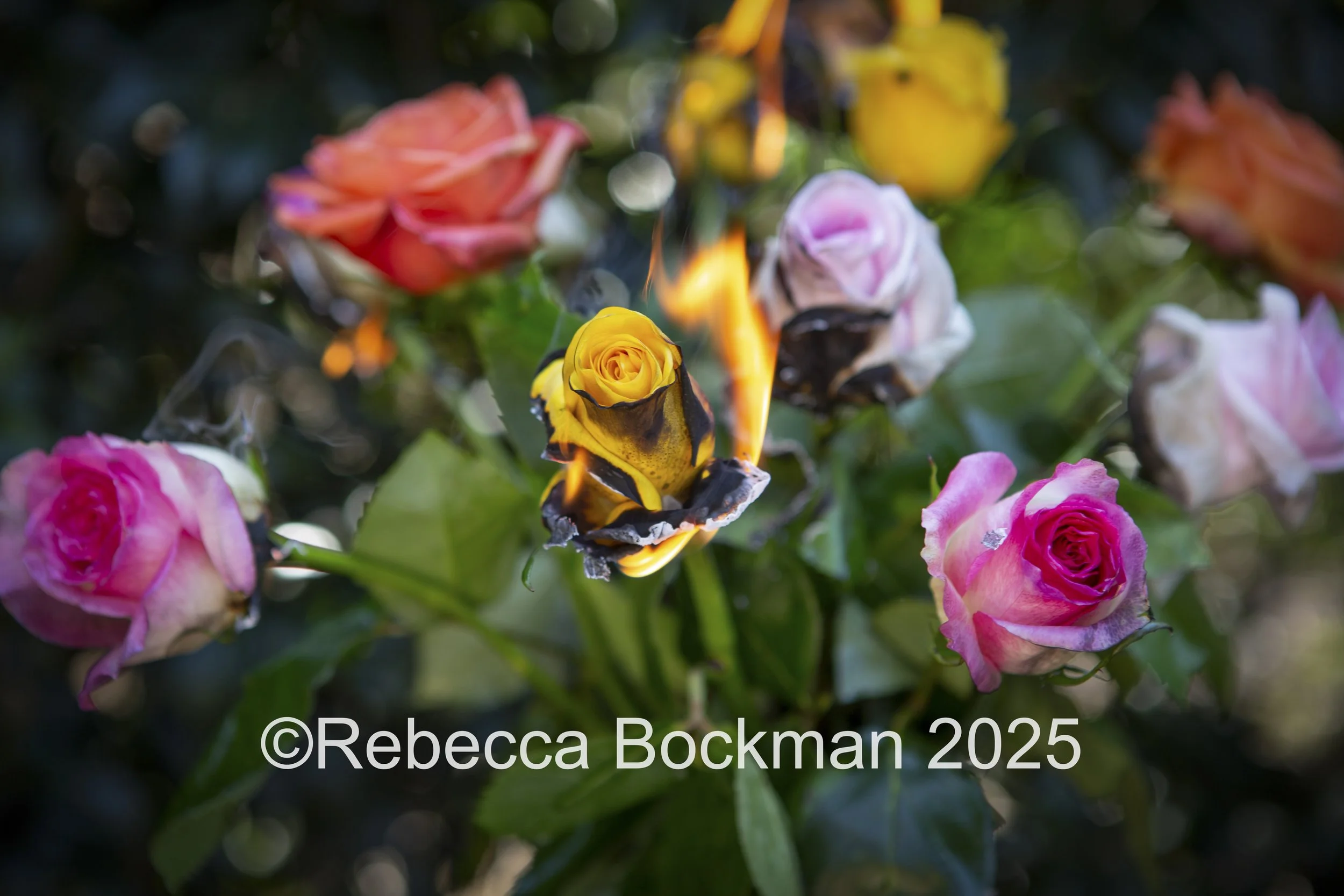 roses burning-1.jpg