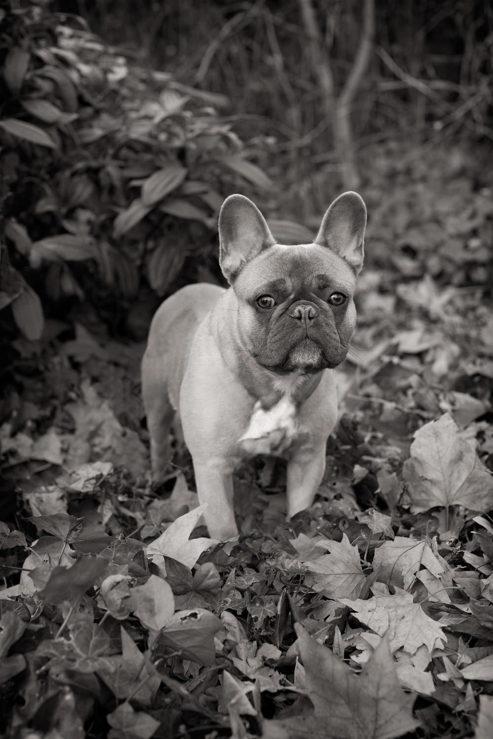 IKE-French Bulldog Portrait, Primrose Hill