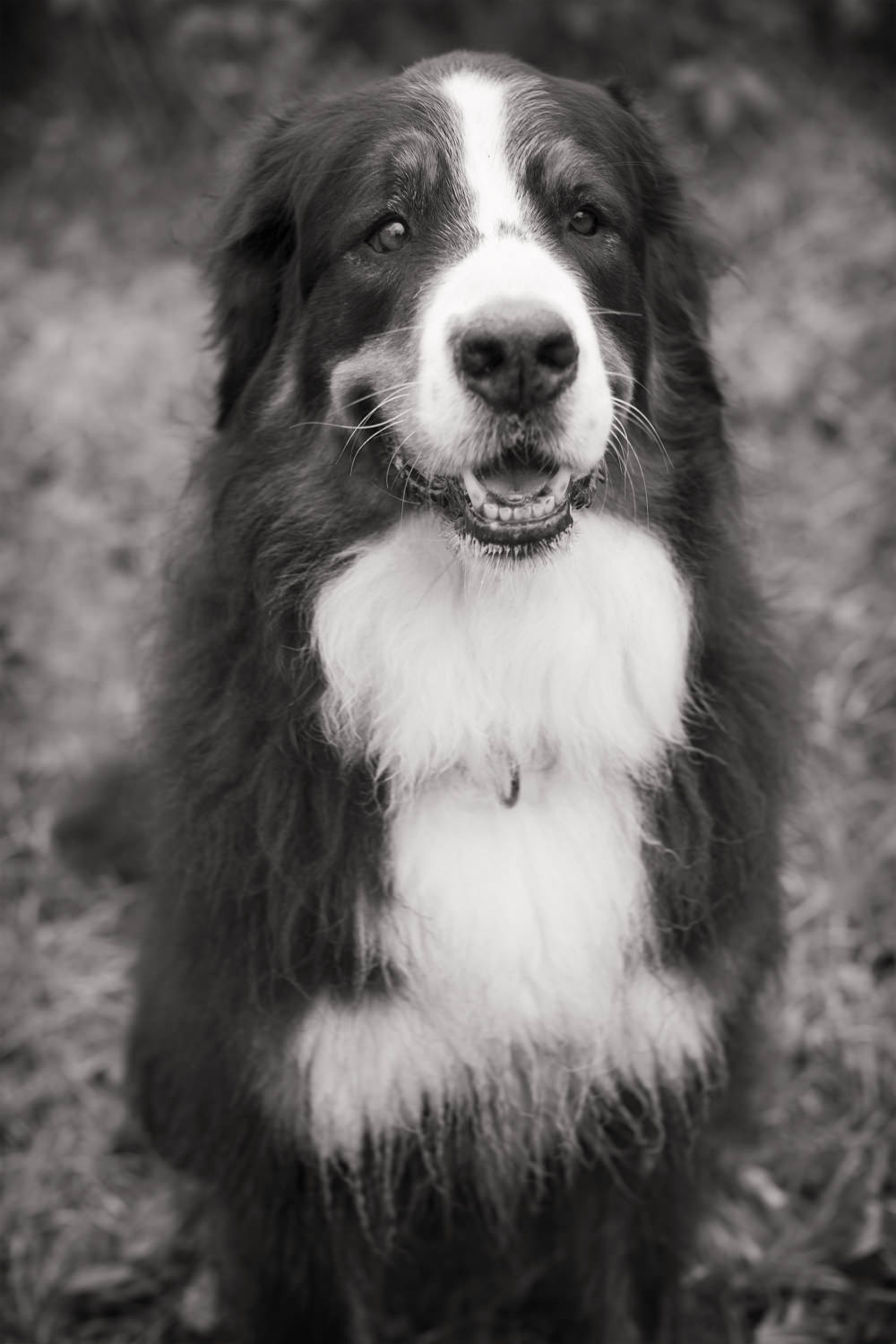 BENNIE-Bernese Mountain Dog, Hampstead Heath