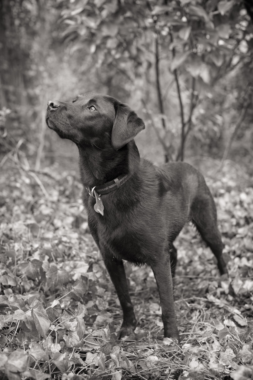 MONK-Black Labrador Portrait, Hampstead Heath