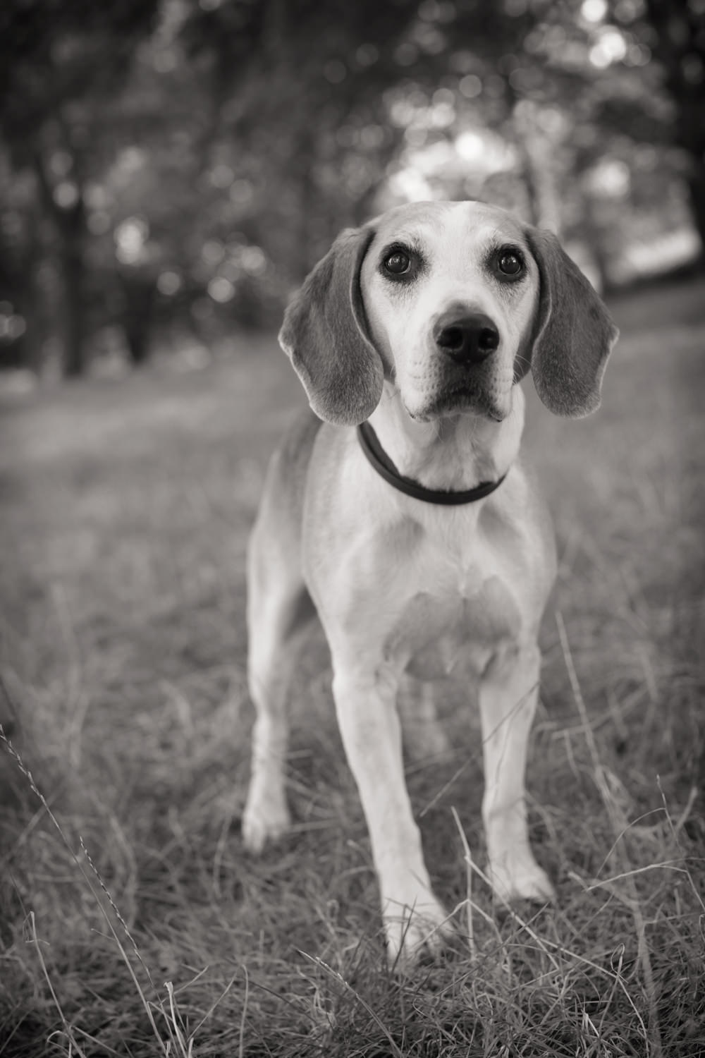 HOT SHOT-Beagle Portrait, Marylebone