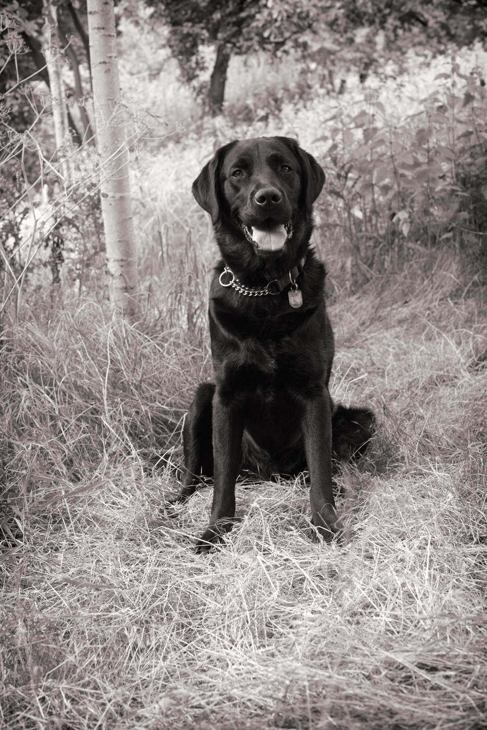 CODIE-Black Lab Portrait, Marylebone