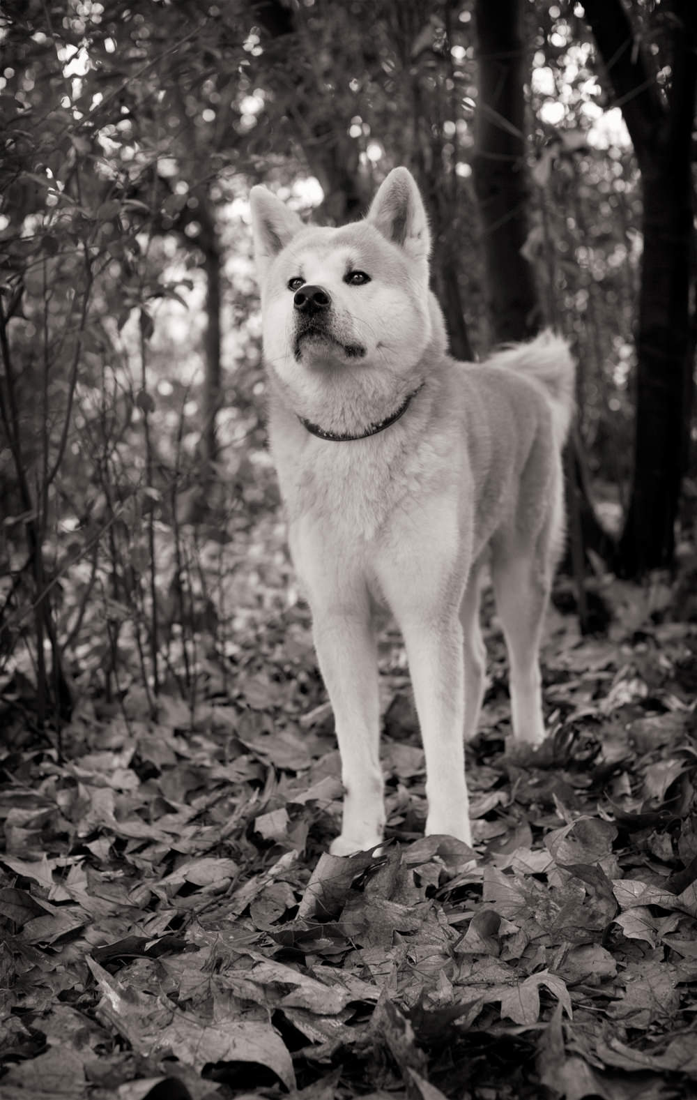 MYLO-Akita Inu Portrait, Marylebone