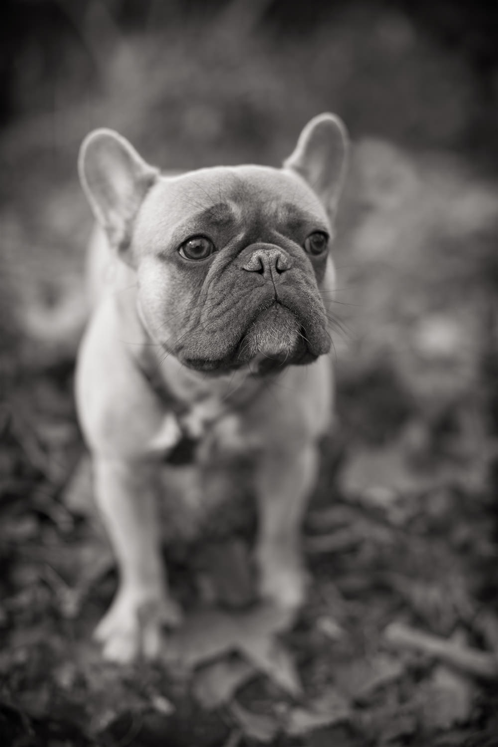 IKE-French Bulldog puppy, London