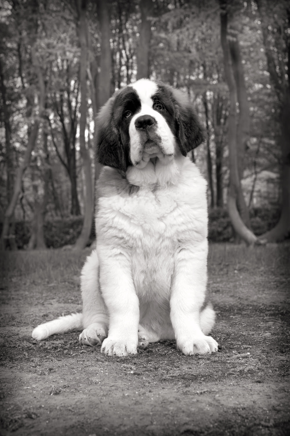 SPIRIT-St.Bernard Portrait, Hertfordshire