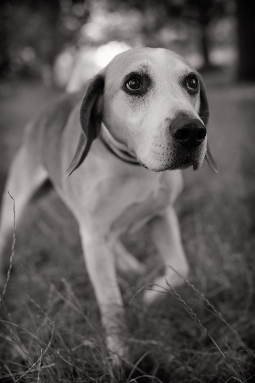 HOT SHOT-Beagle Portrait, Regent's Park