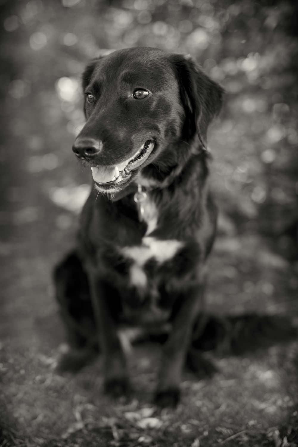 NELLY-Labrador Portrait, Central London