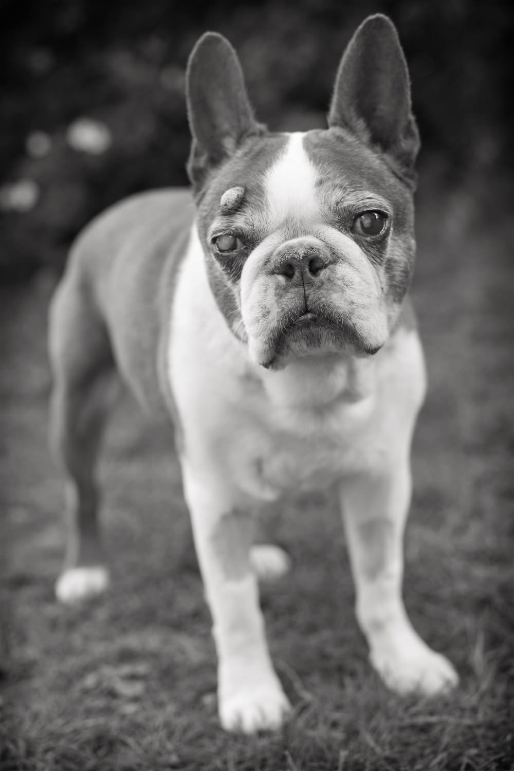 SCOOTER-Boston Terrier Portrait, Central London