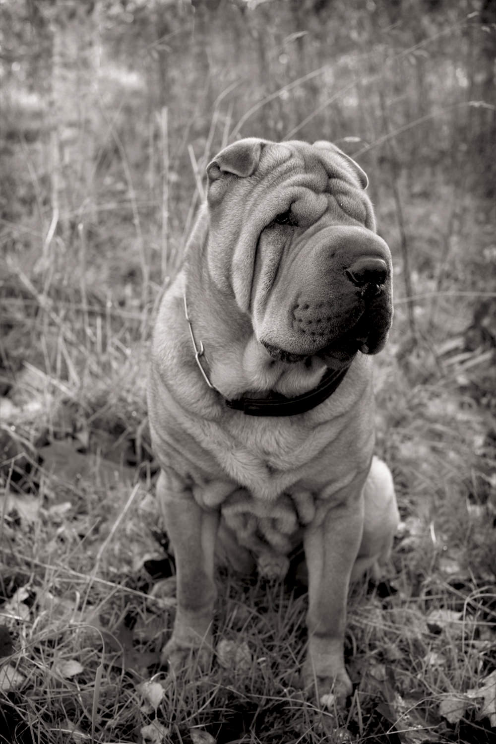 FRODO-Sharpei Portrait, Hyde Park