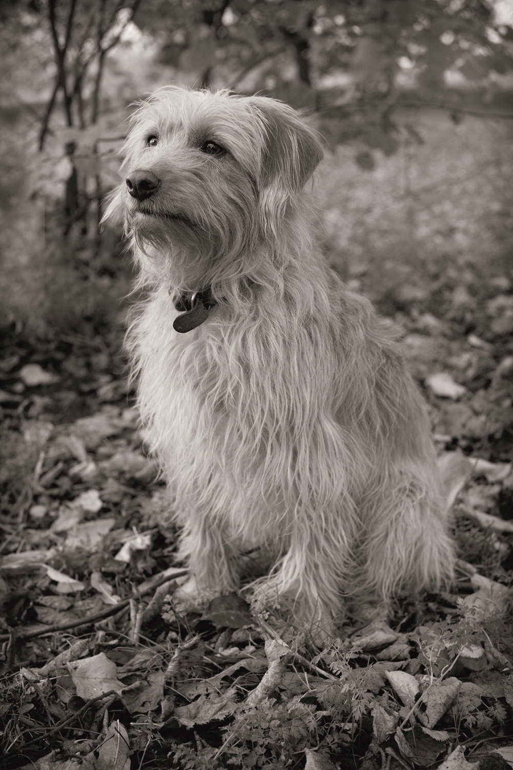 OSCAR-Labradoodle Portrait, Marylebone