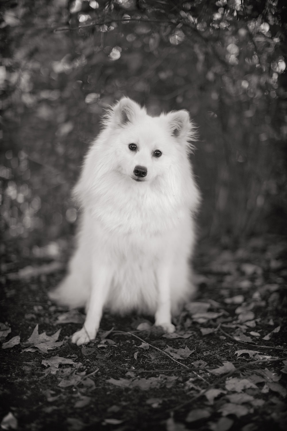 DASH-Japanese Spitz Portrait, St.James Park