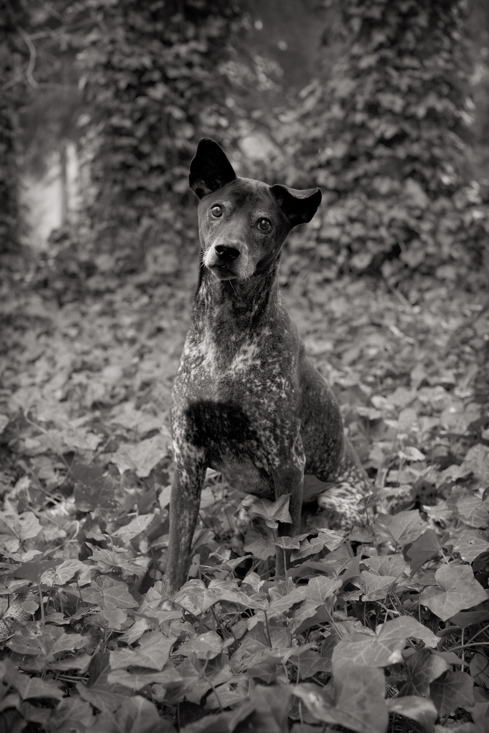 BRANDO-Unique Rescue Dog, Hampstead