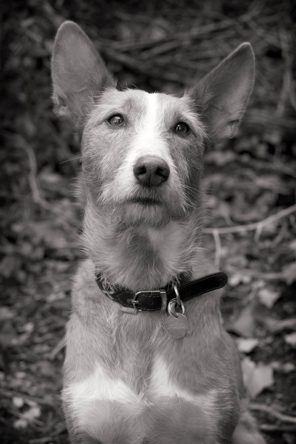 JOHNNY-Portugese Podengo Dog, Hampstead London