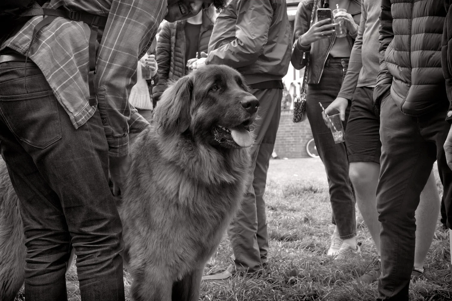 hampsteadtherapydog.jpg