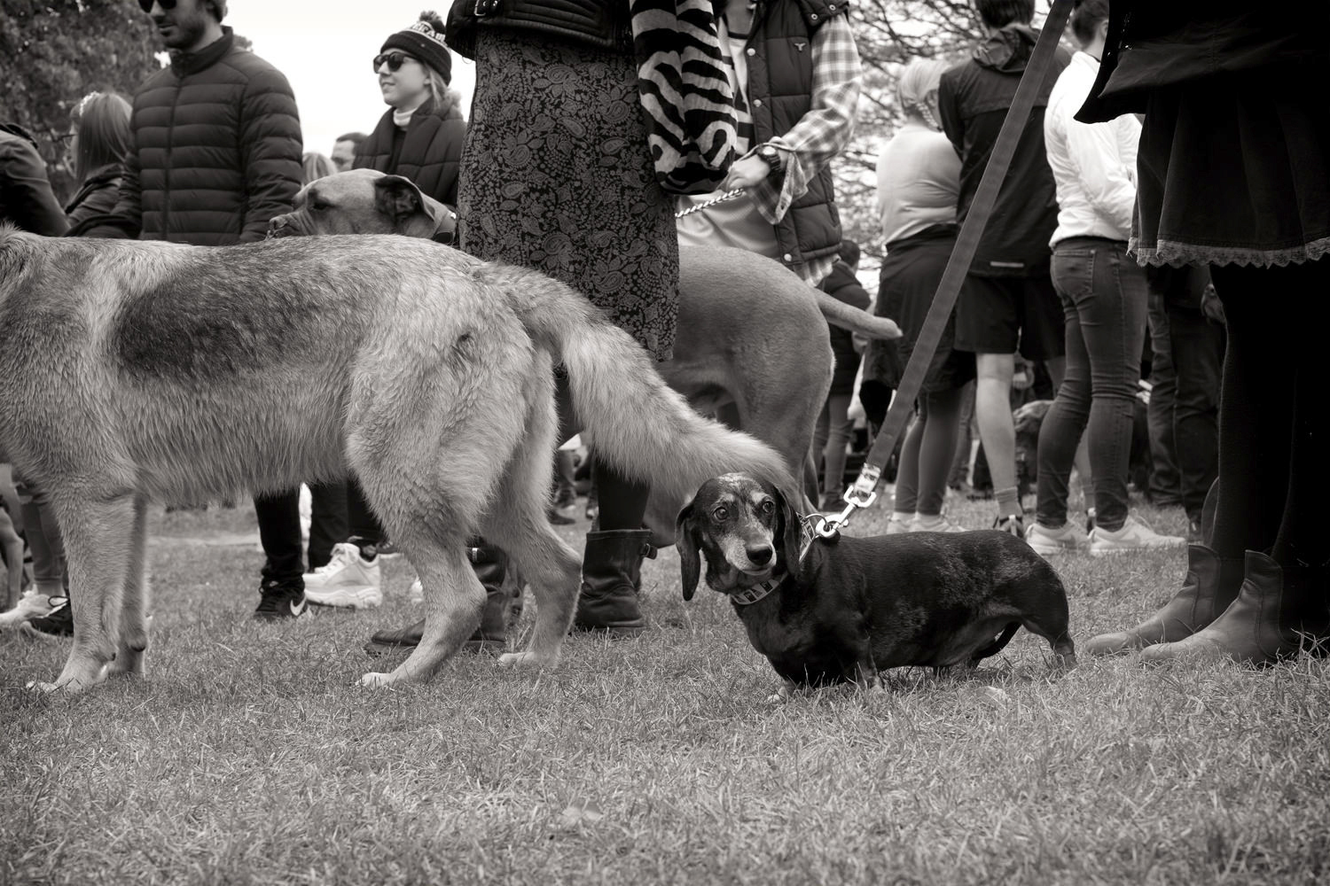 parliamenthilldachshund.jpg